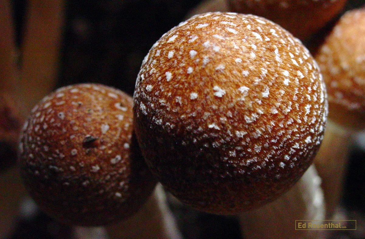 Psilocybin mushrooms.