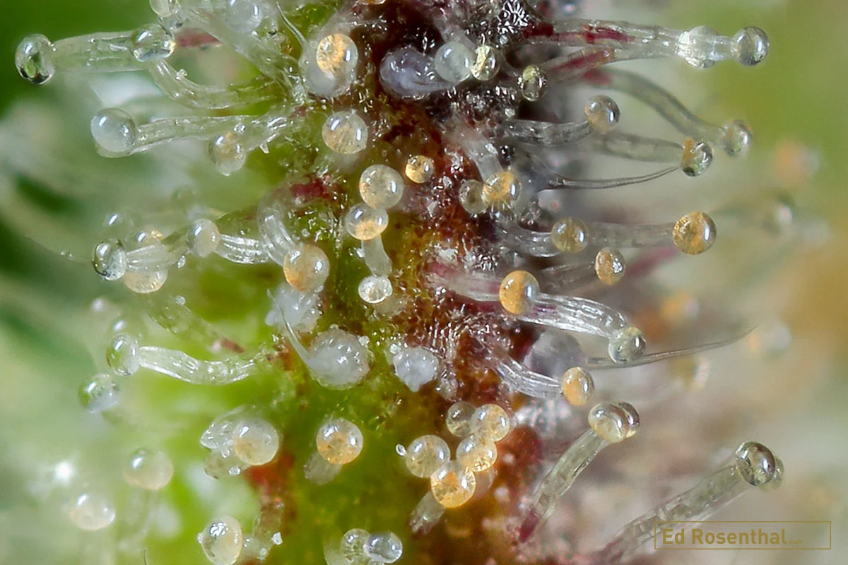 Cannabis Calyx. Photo by Professor P of Dynasty Seeds .