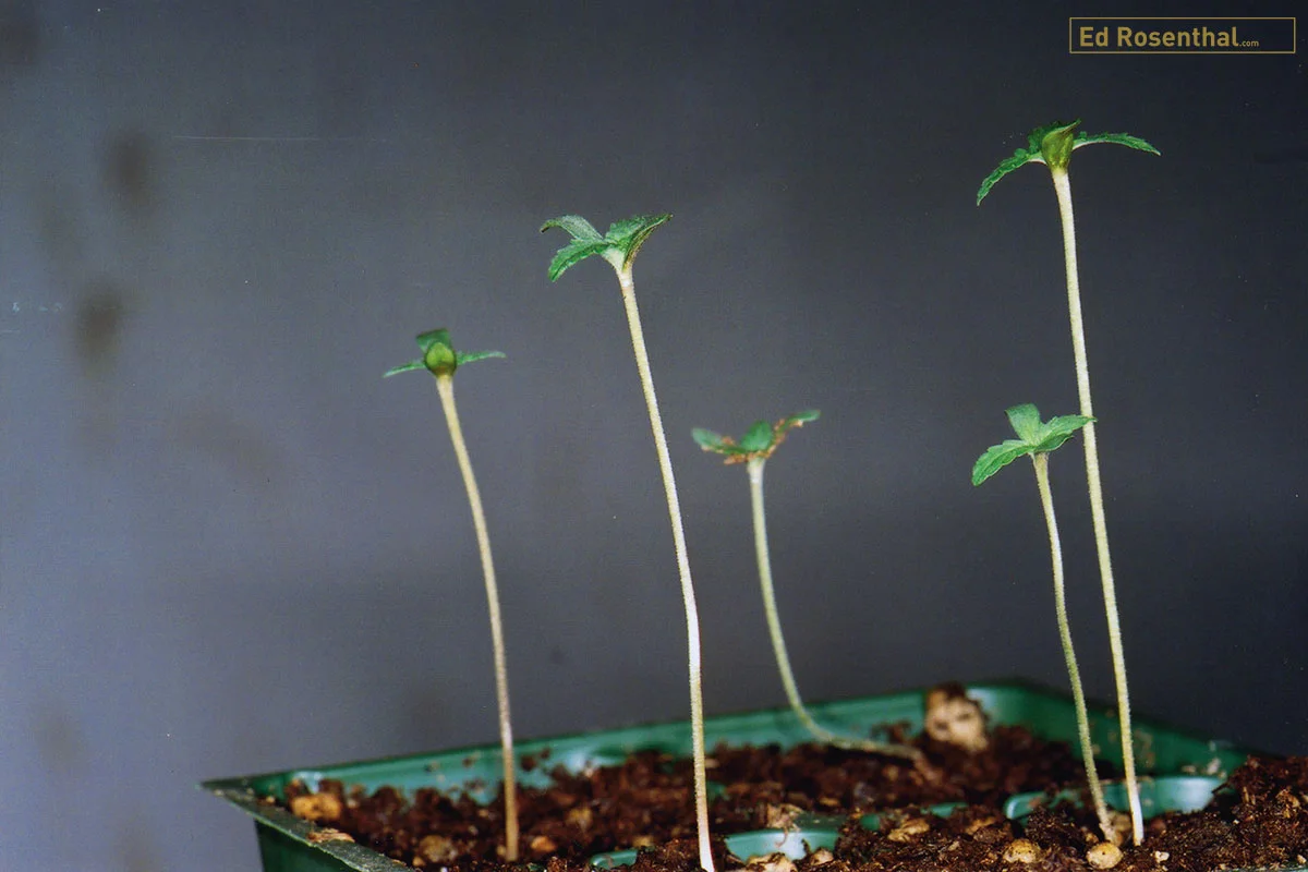 Stretched marijuana seedlings.