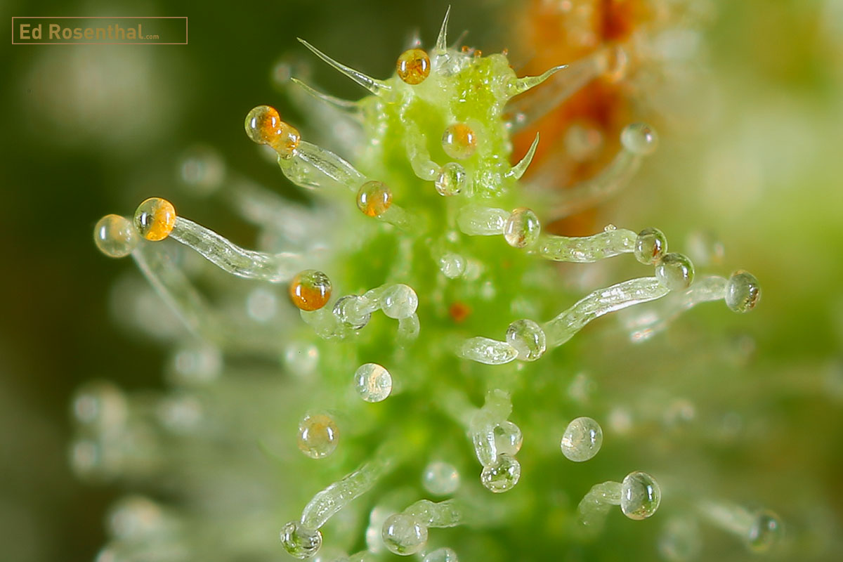 Blue Heron trichomes photo by Dynasty Genetics