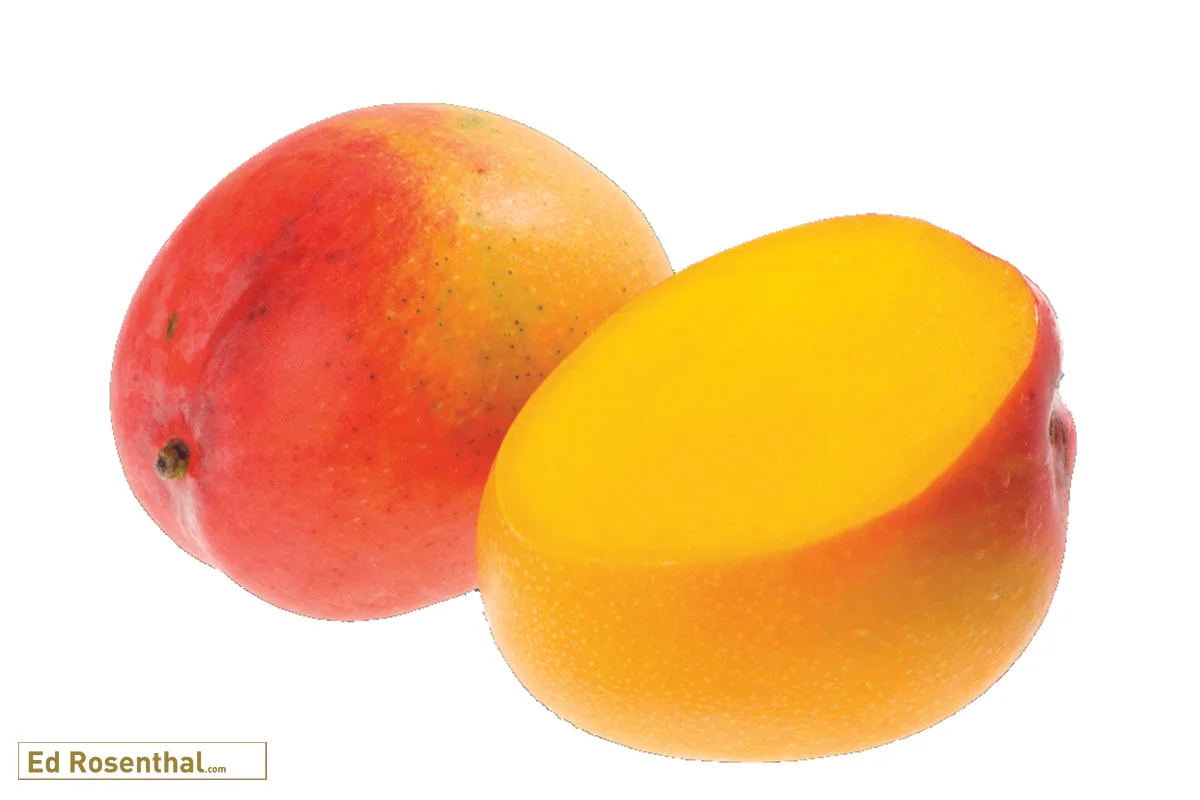 mango-ed-rosenthal.jpg