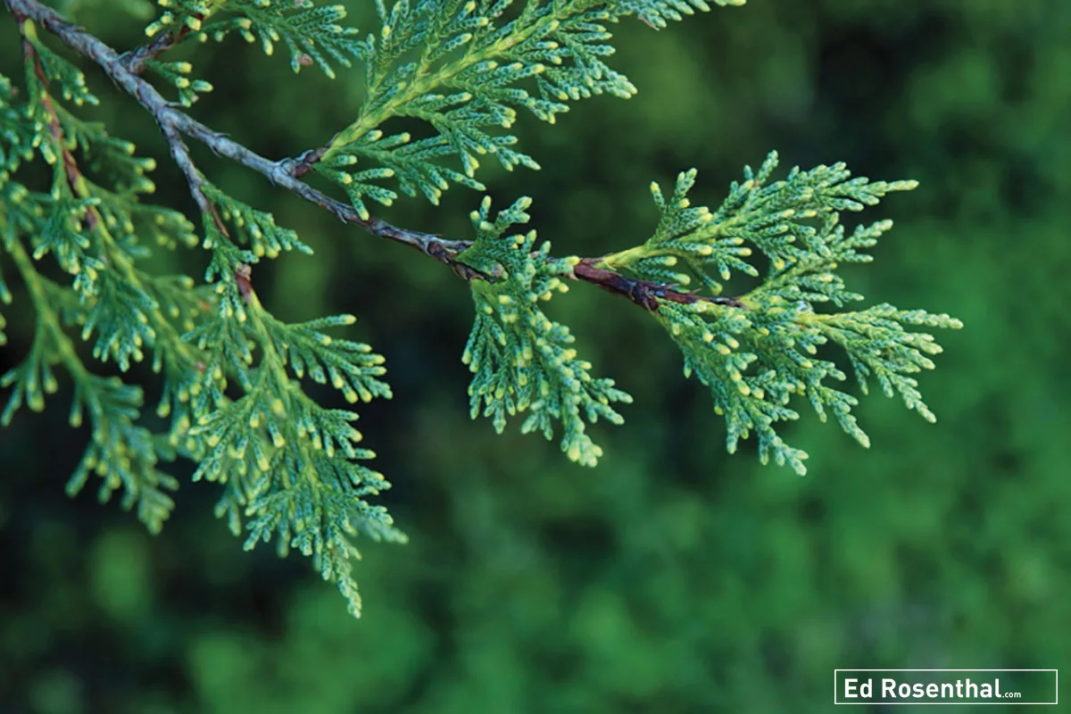 cedar-ed-rosenthal.jpg
