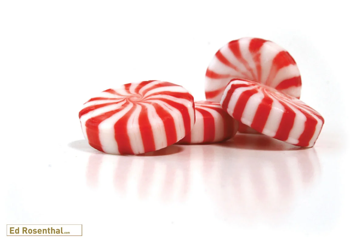 minty-camphor-ed-rosenthal.jpg