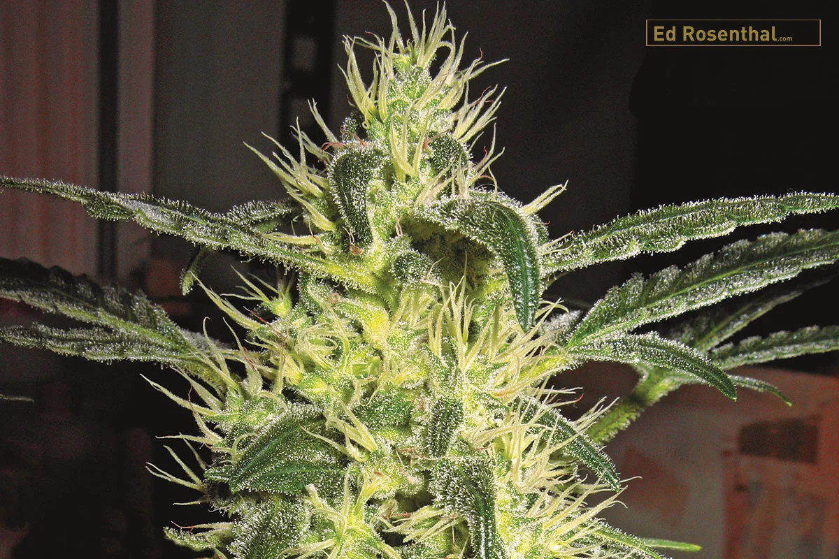 Silver Haze