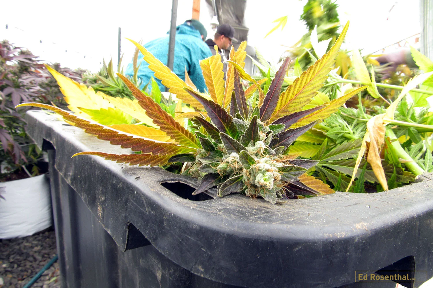 SPARC medium scale greenhouse winter harvest for oil. Photo by David Downs .