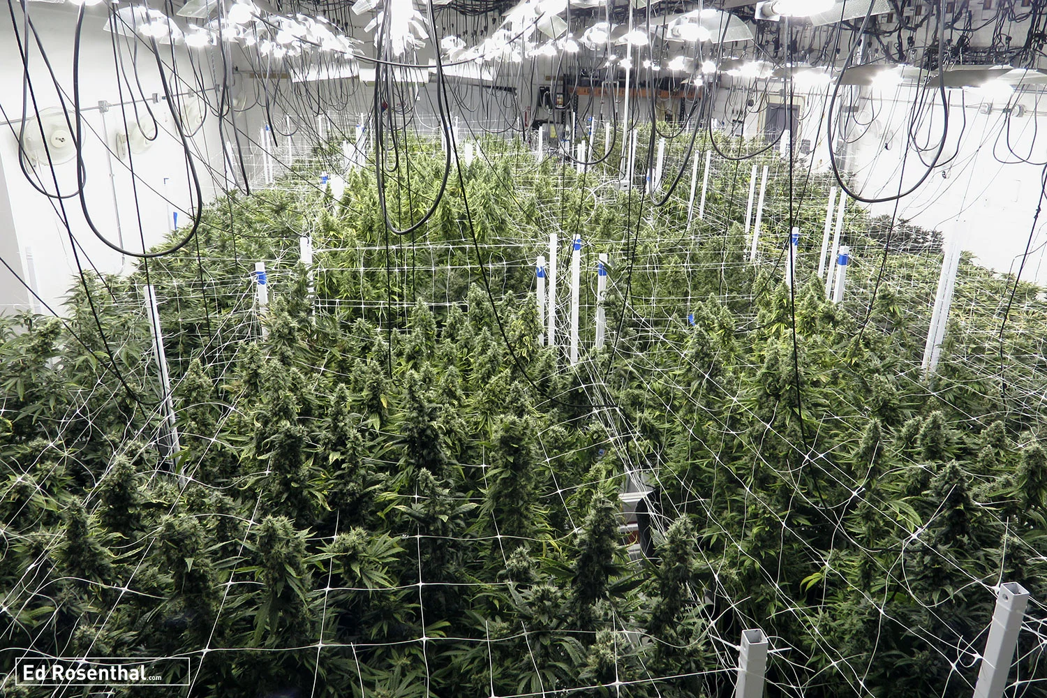 A large scale flowering room before harvest. Photo by David Downs .