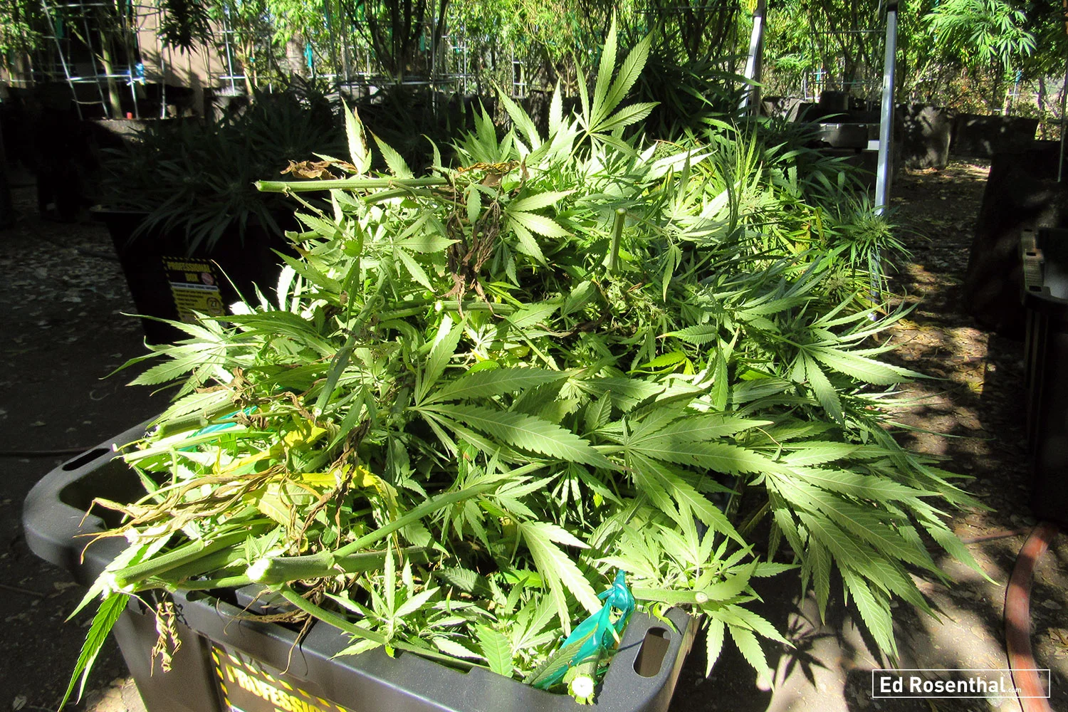 Medium scale outdoor grow for CBD oil at Soquel Farms. Photo by David Downs .
