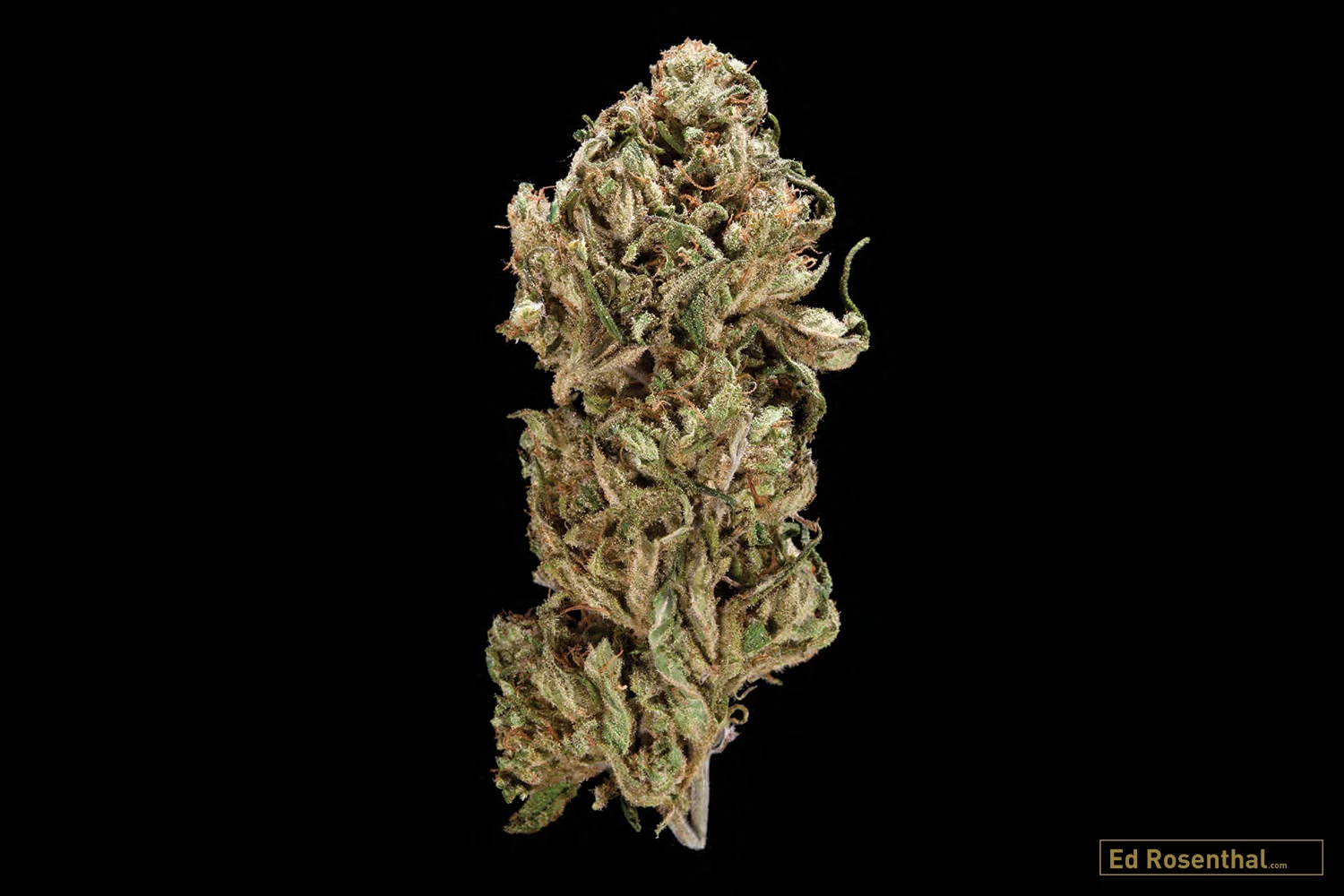 Burning Bush Nurseries - 50 I / 50 S - Therapeutic - Earthy/musky
