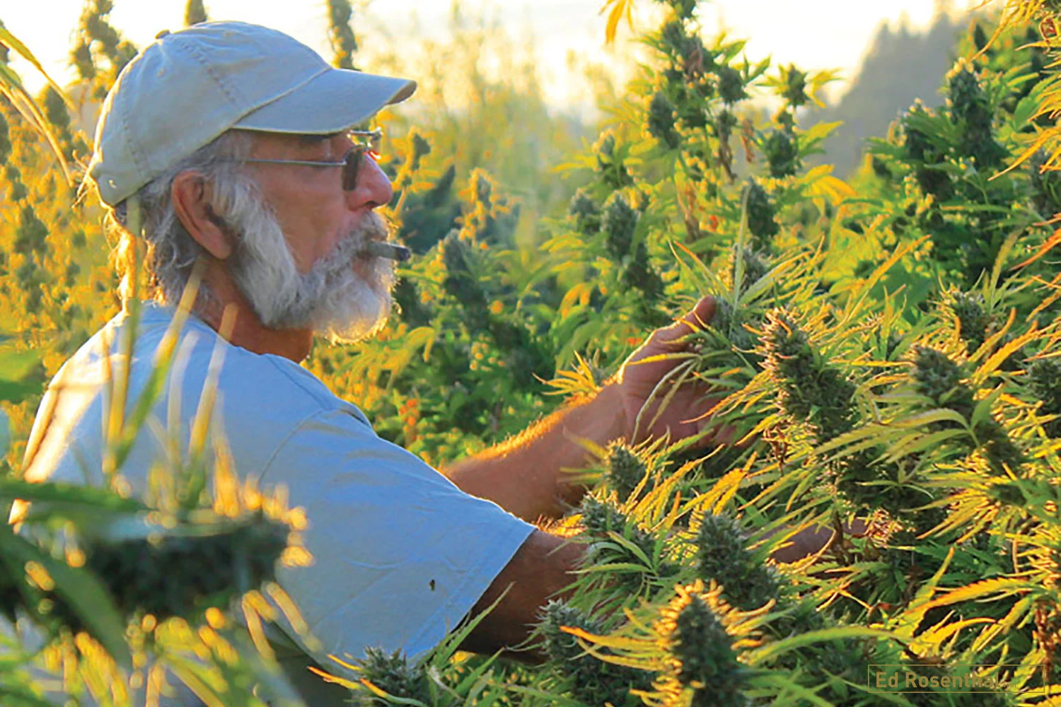 Lawrence Ringo at work on CBD plants.