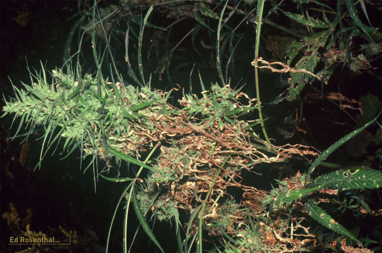 New Year’s Resolution 2 Avoid The Heartache Of Bud Rot And Powdery Mildew — Ed Rosenthal