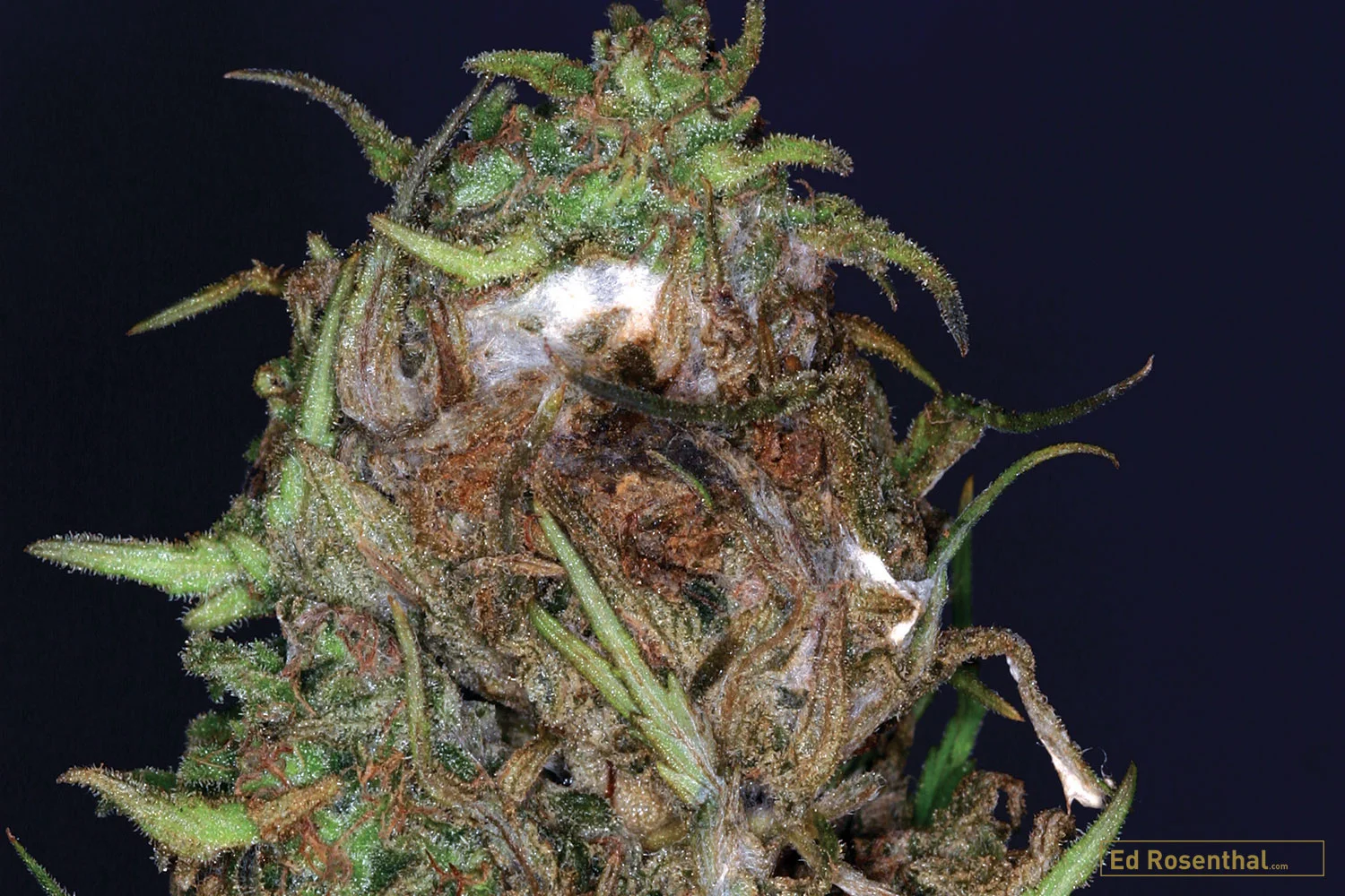 New Year’s Resolution 2 Avoid The Heartache Of Bud Rot And Powdery