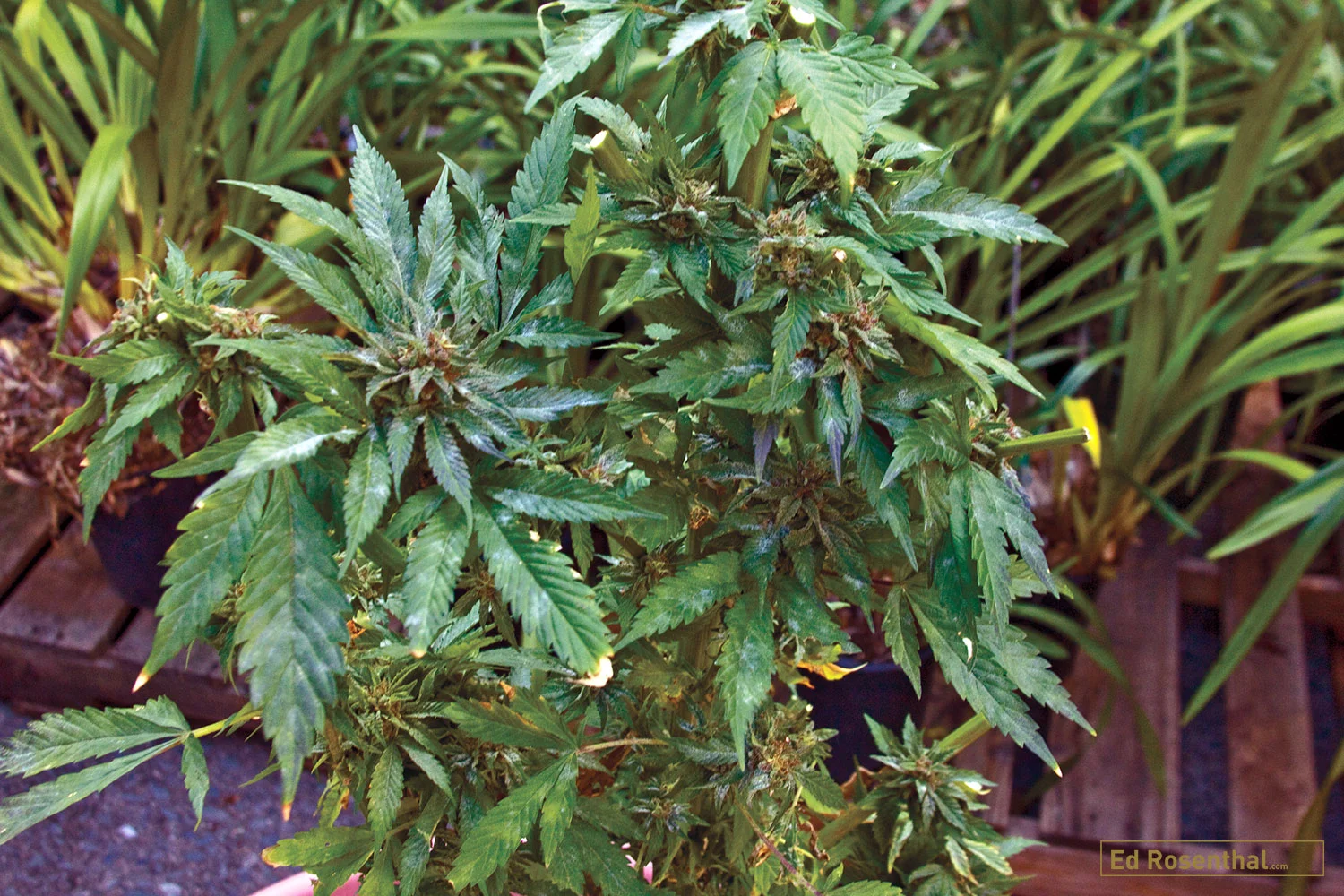 Powdery mildew on marijuana plant
