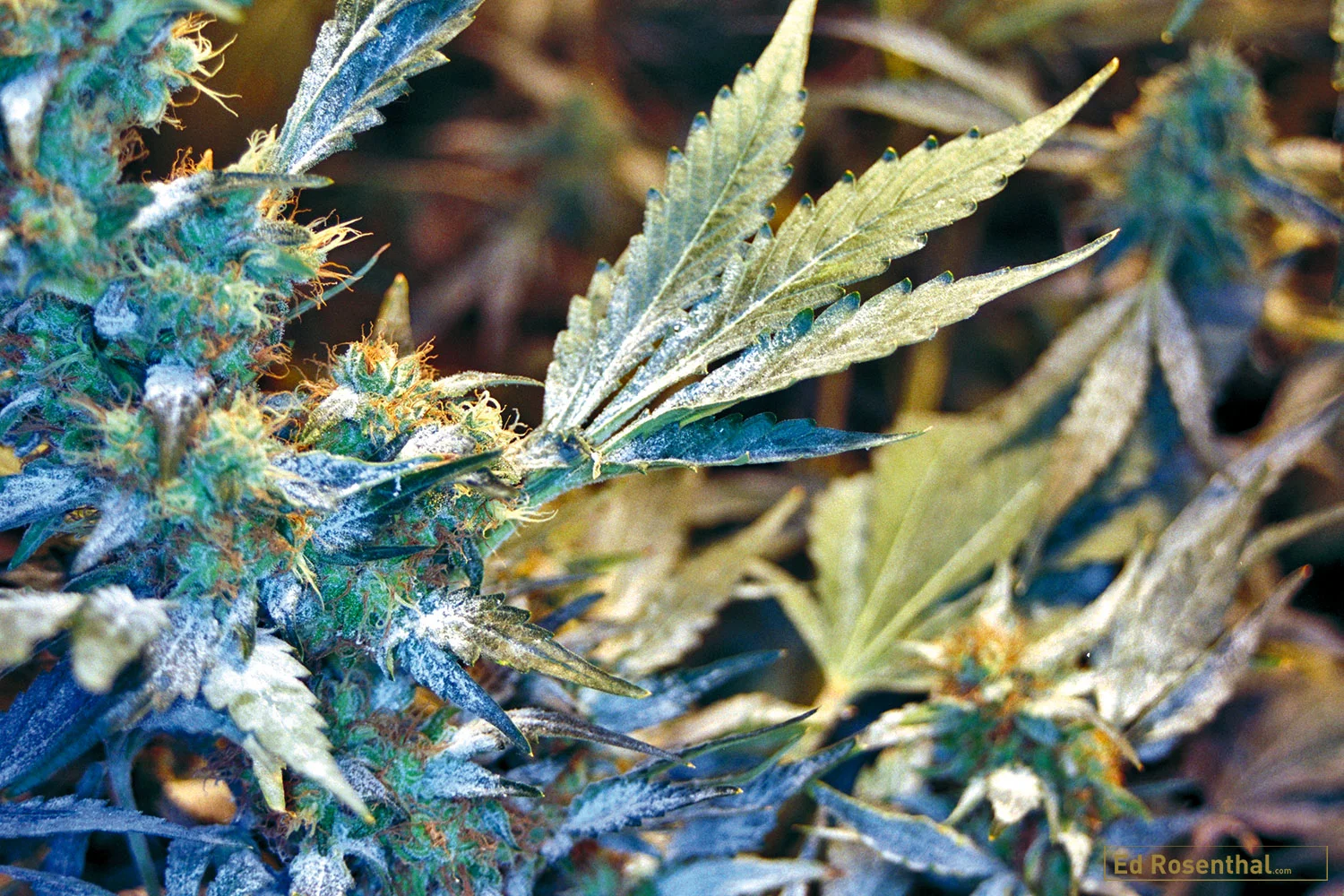 Powdery Mildew fungus on cannabis plant