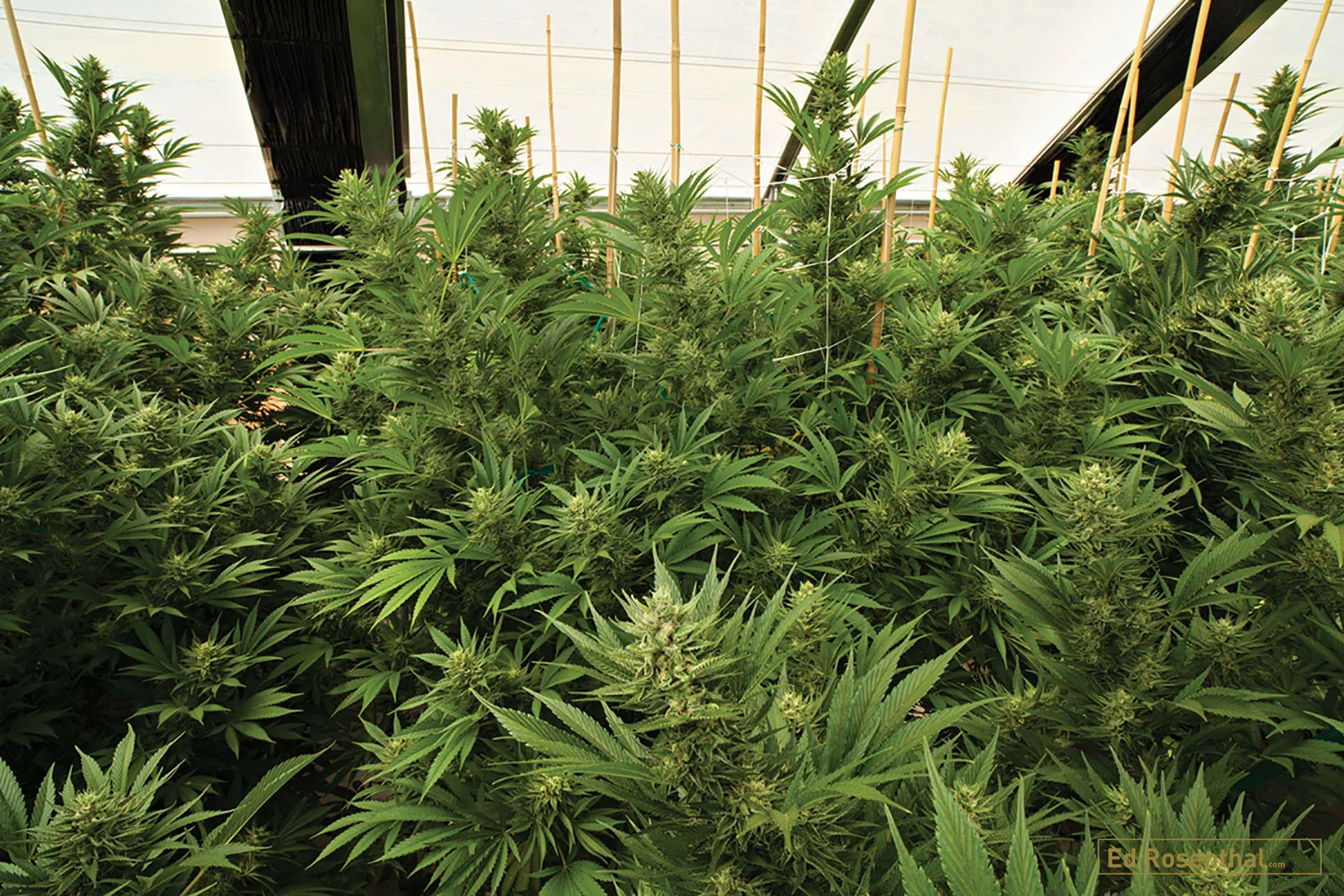 Tangie. Photo by Justin McIvor.