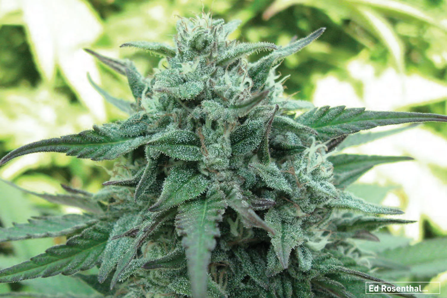 High CBD Sour-Tsunami by Sohum Seeds - 50 I / 50 S - Up, alert, active - Earthy, chocolate.