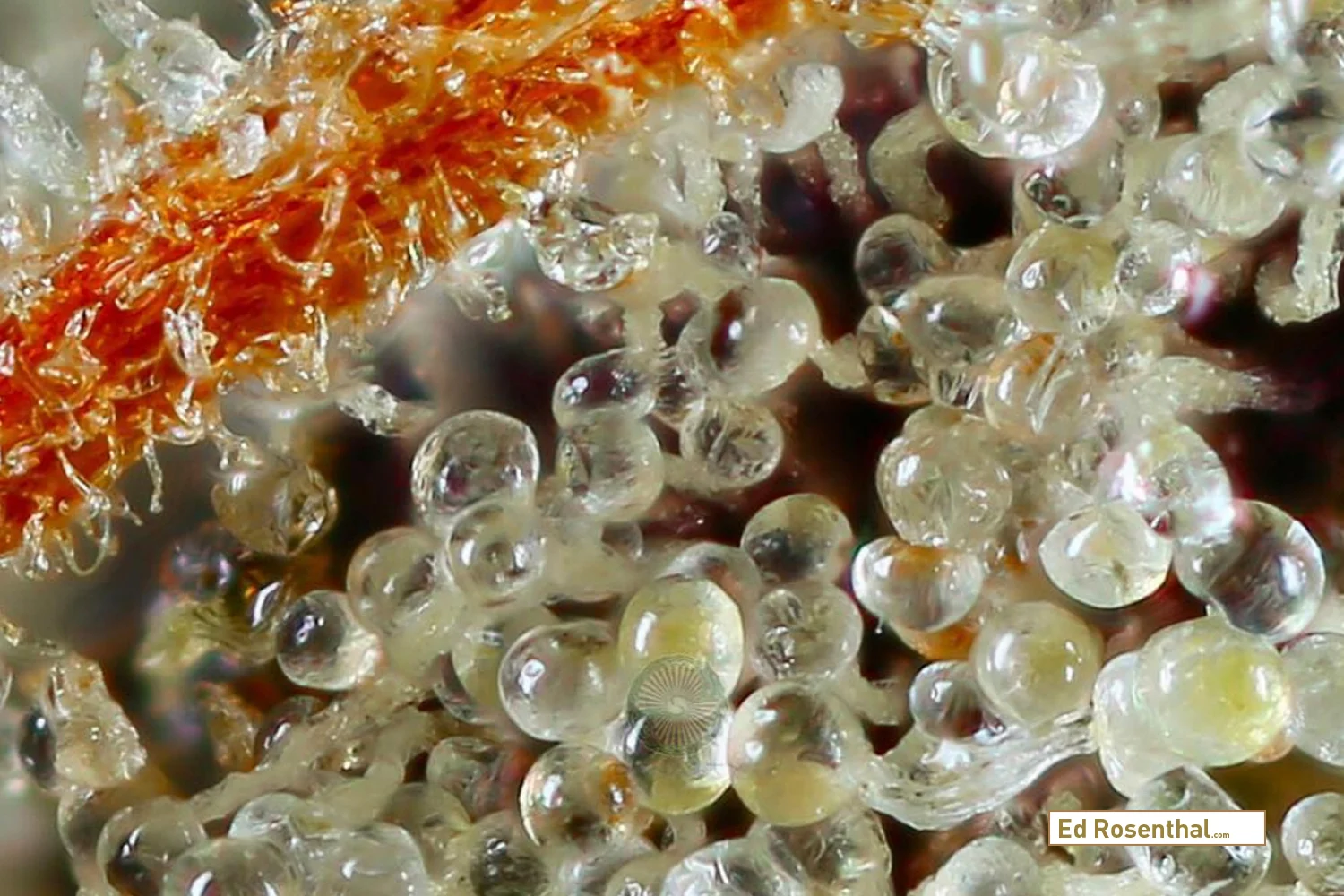 Photo: Huckleberry-Kush-V5 close up by Professor P of Dynasty Genetics .