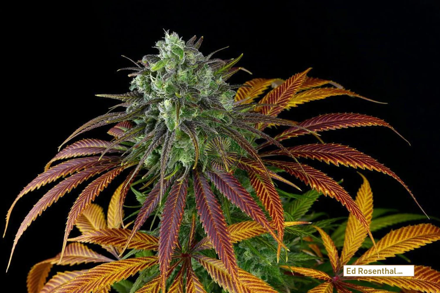 Moose-and-Lobsta-v2 by Professor P of Dynasty Genetics .