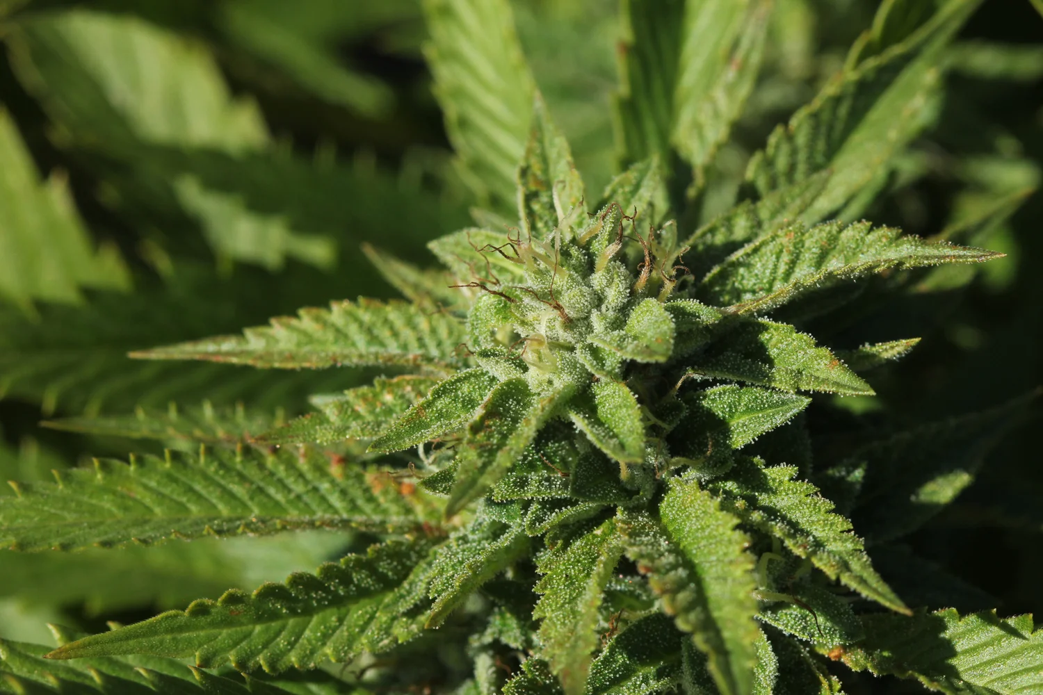 Close up photo of cannabis bud.