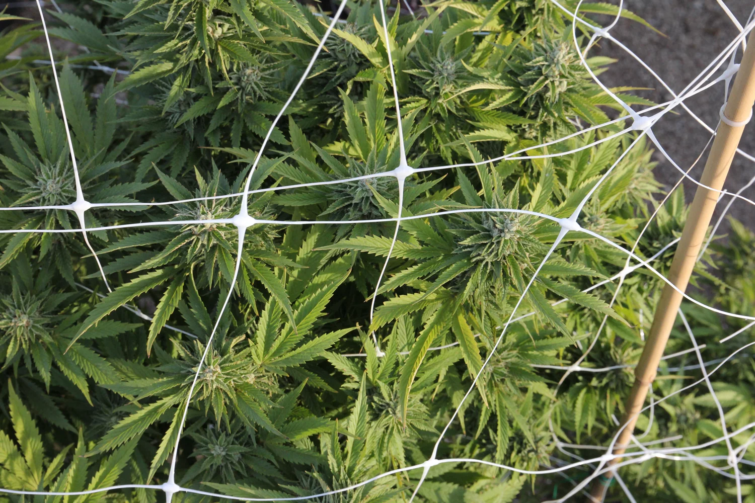 Healthy cannabis plants and buds that will be ripe to harvest in a few weeks.
