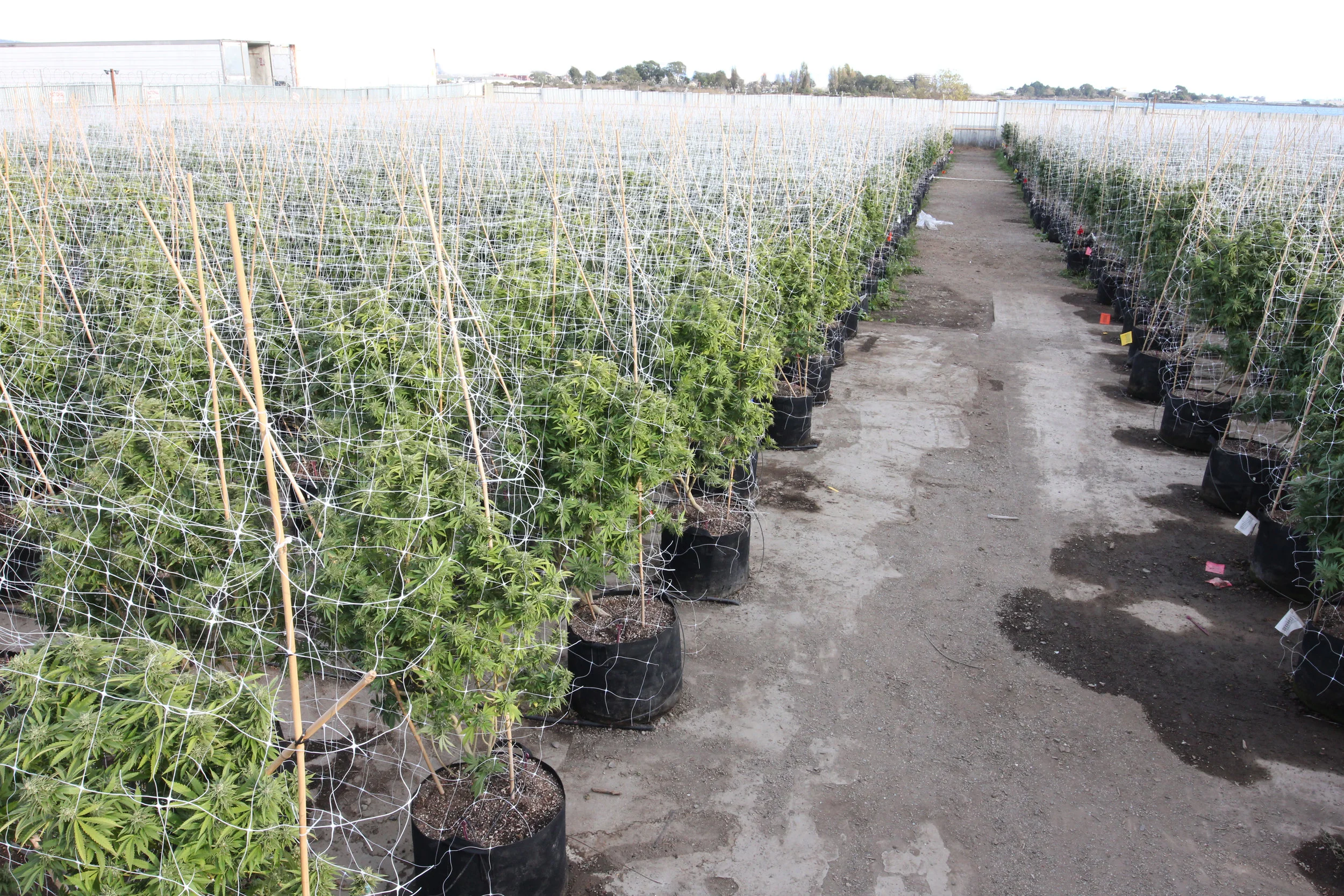 This initially struggling urban cannabis farm has been transformed into a thriving marijuana grow, with what will be a massive yield.