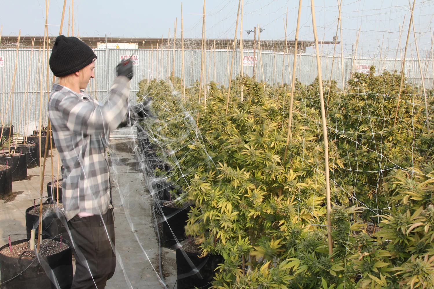 Pulling the trellis netting off the cannabis is the first step in the harvest process.