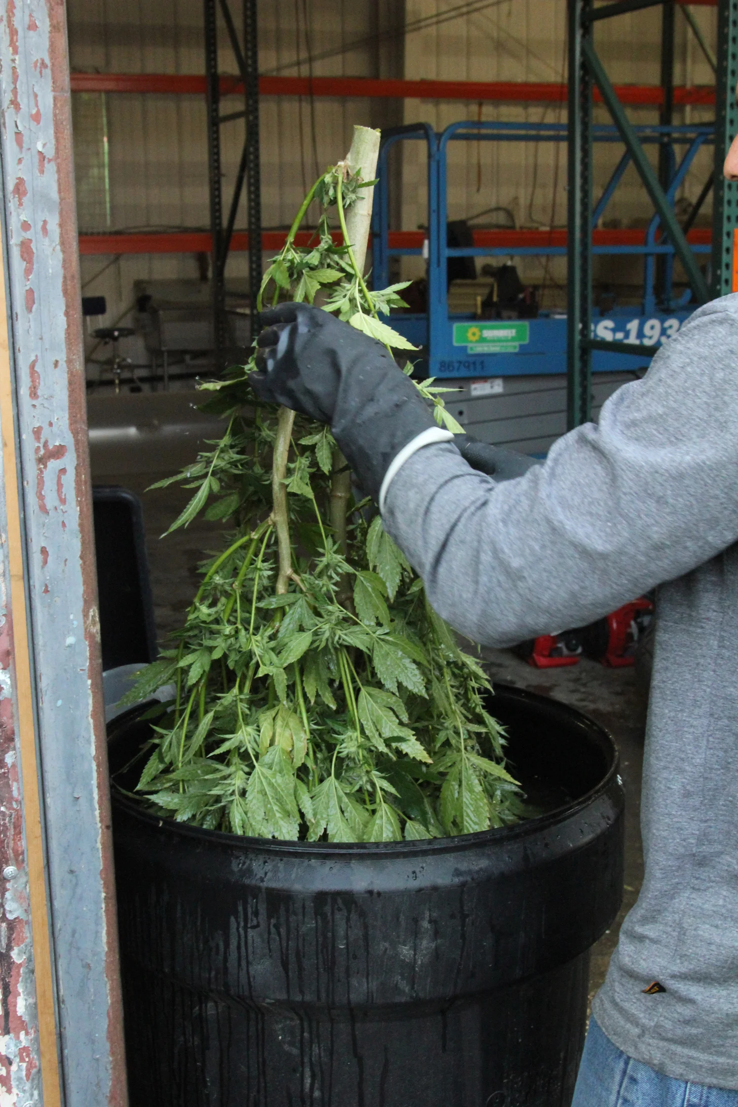 Changed to: Marijuana plants dunked in 1% hydrogen peroxide solution.