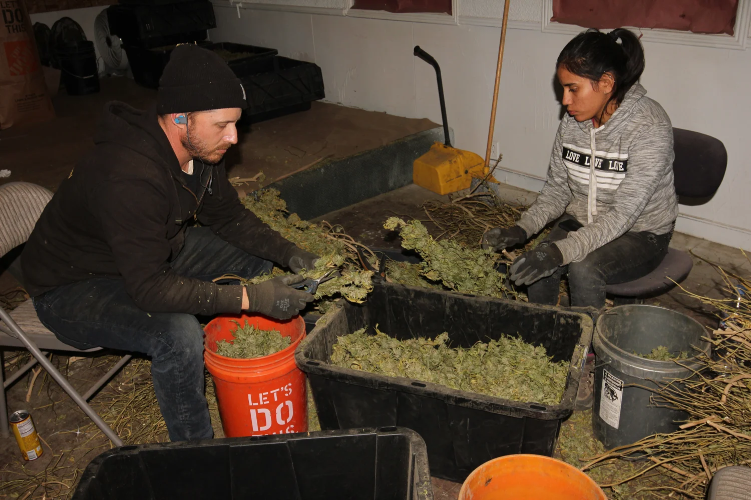 Workers de-budding cannabis after it has been cured.