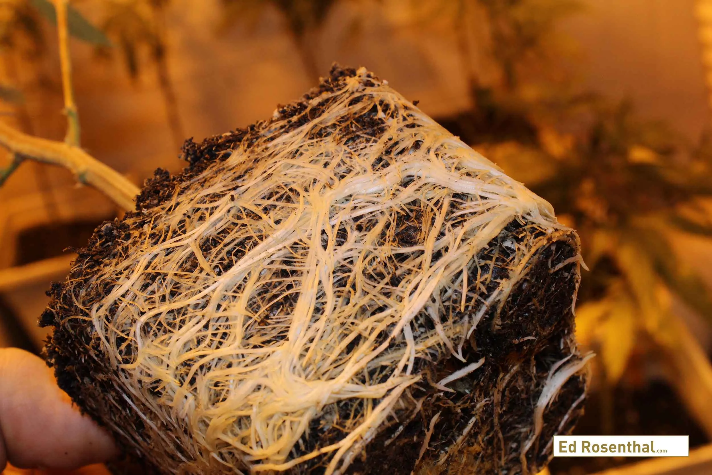 Cannabis roots photo by Purple Caper Seeds
