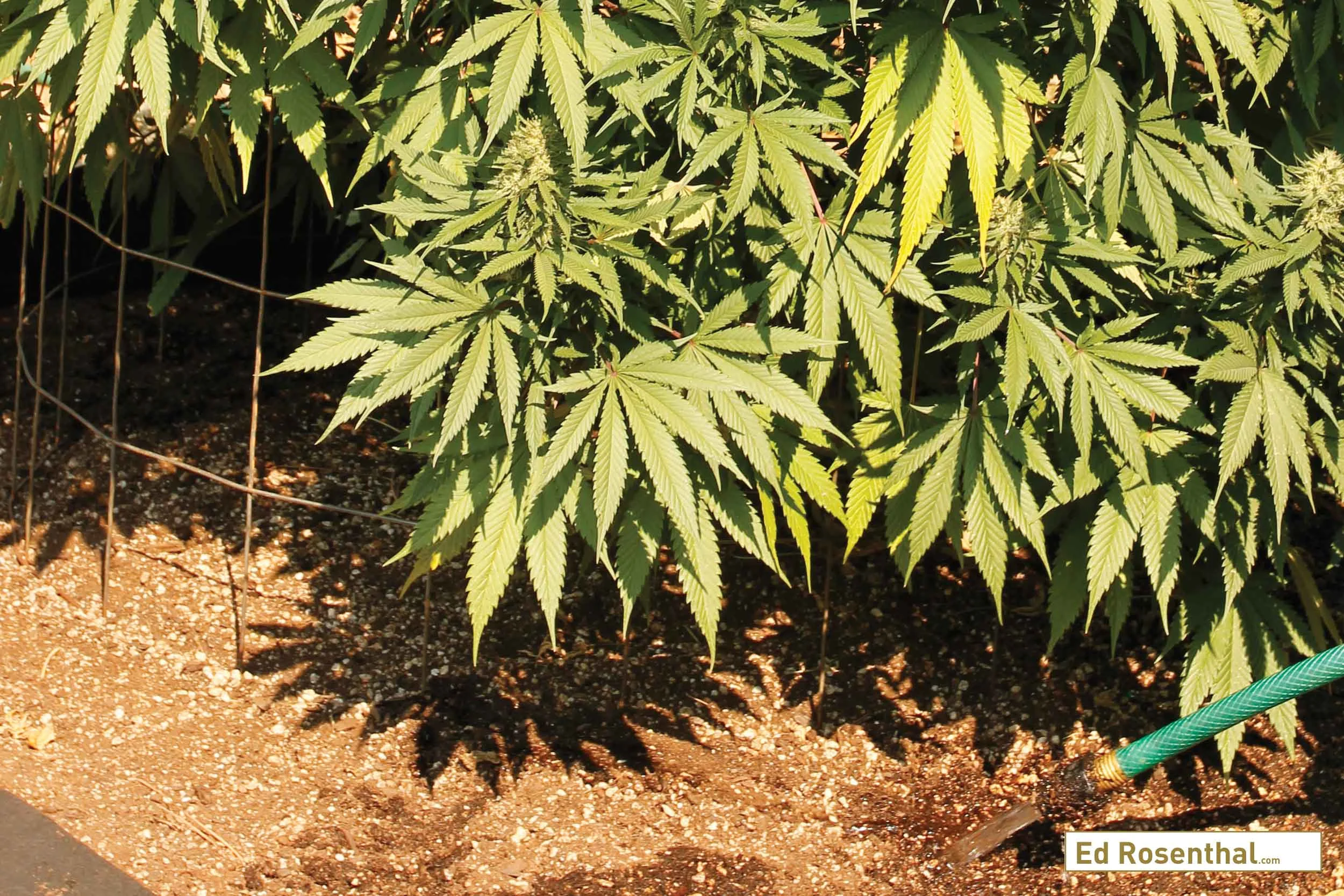 Marijuana plant in raised bed filled with planting mix.