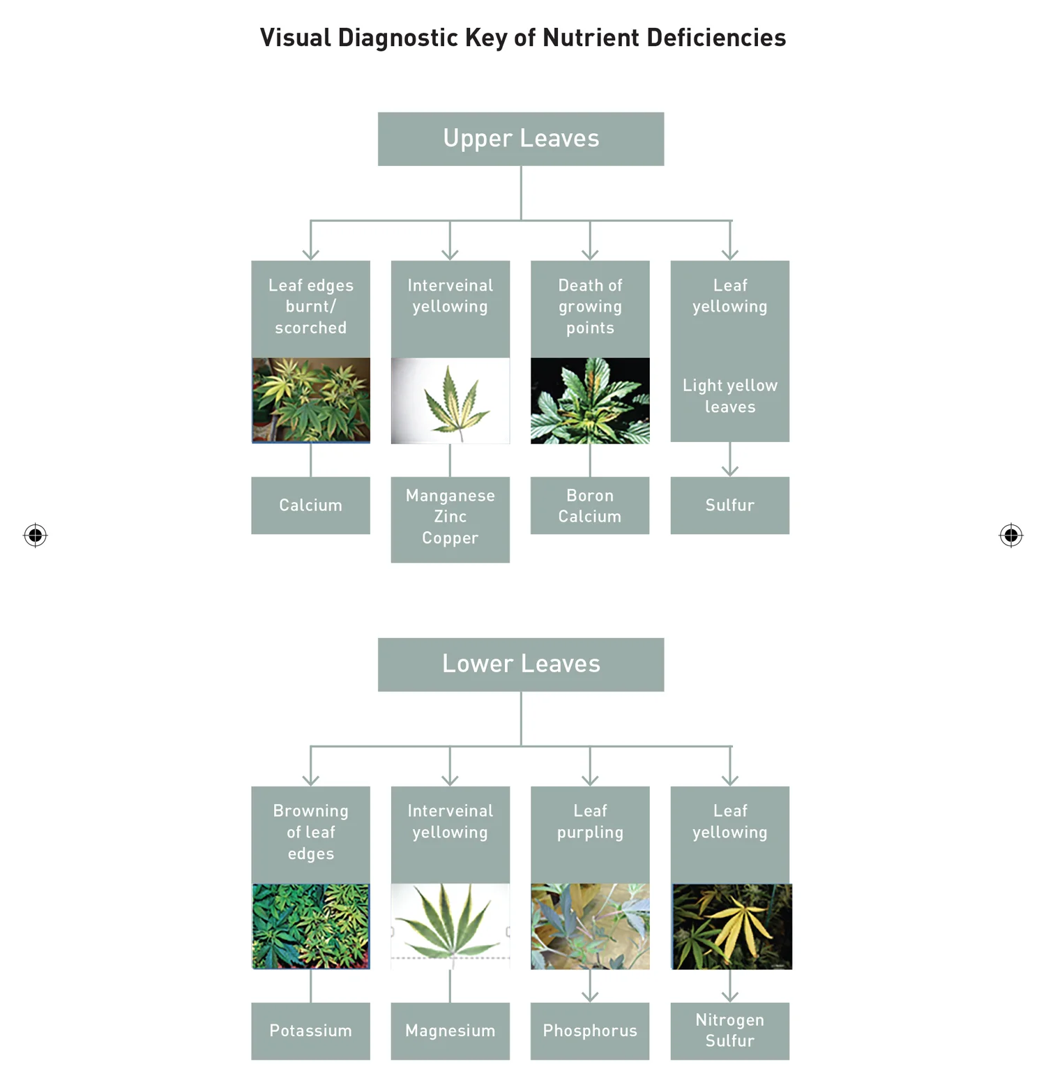 Visual-Diagnostic-Key.jpg