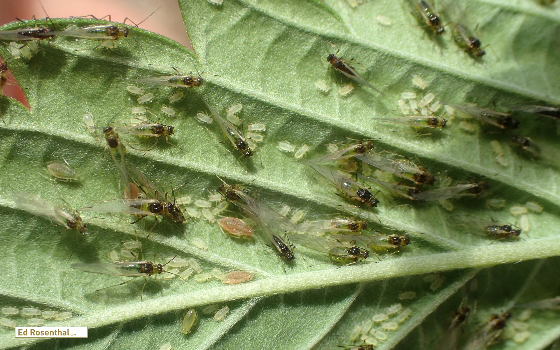 Aphid photo by W. Cranshaw, CSU, https://bugwood.org/