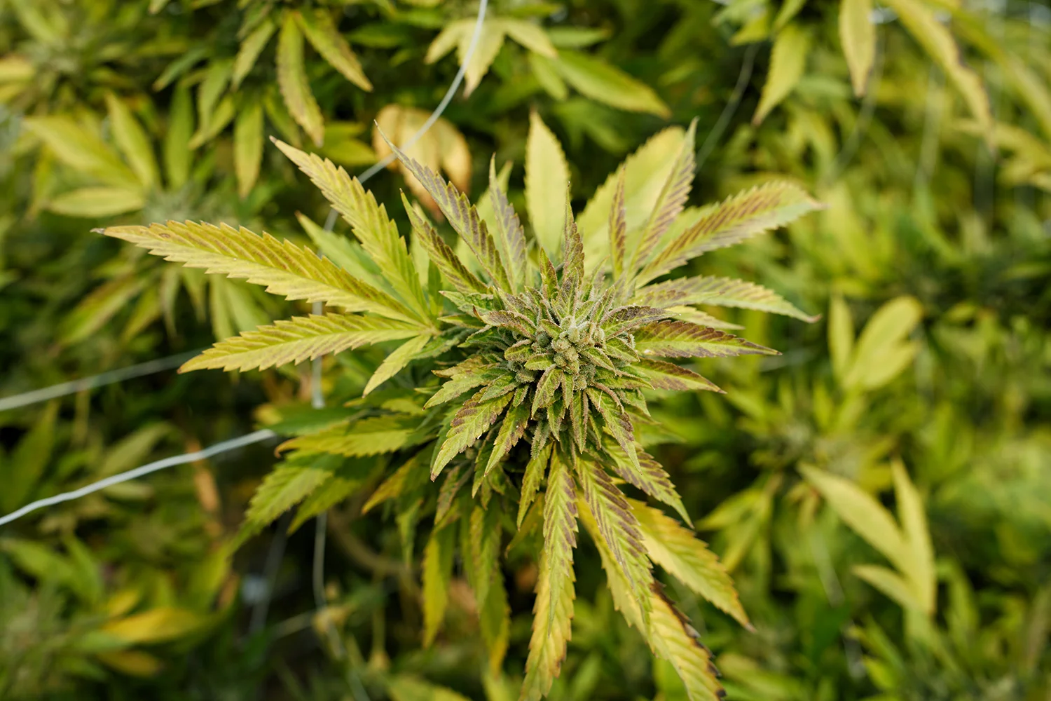 Healthy Cannabis Bud. Photo: Lizzy Fritz