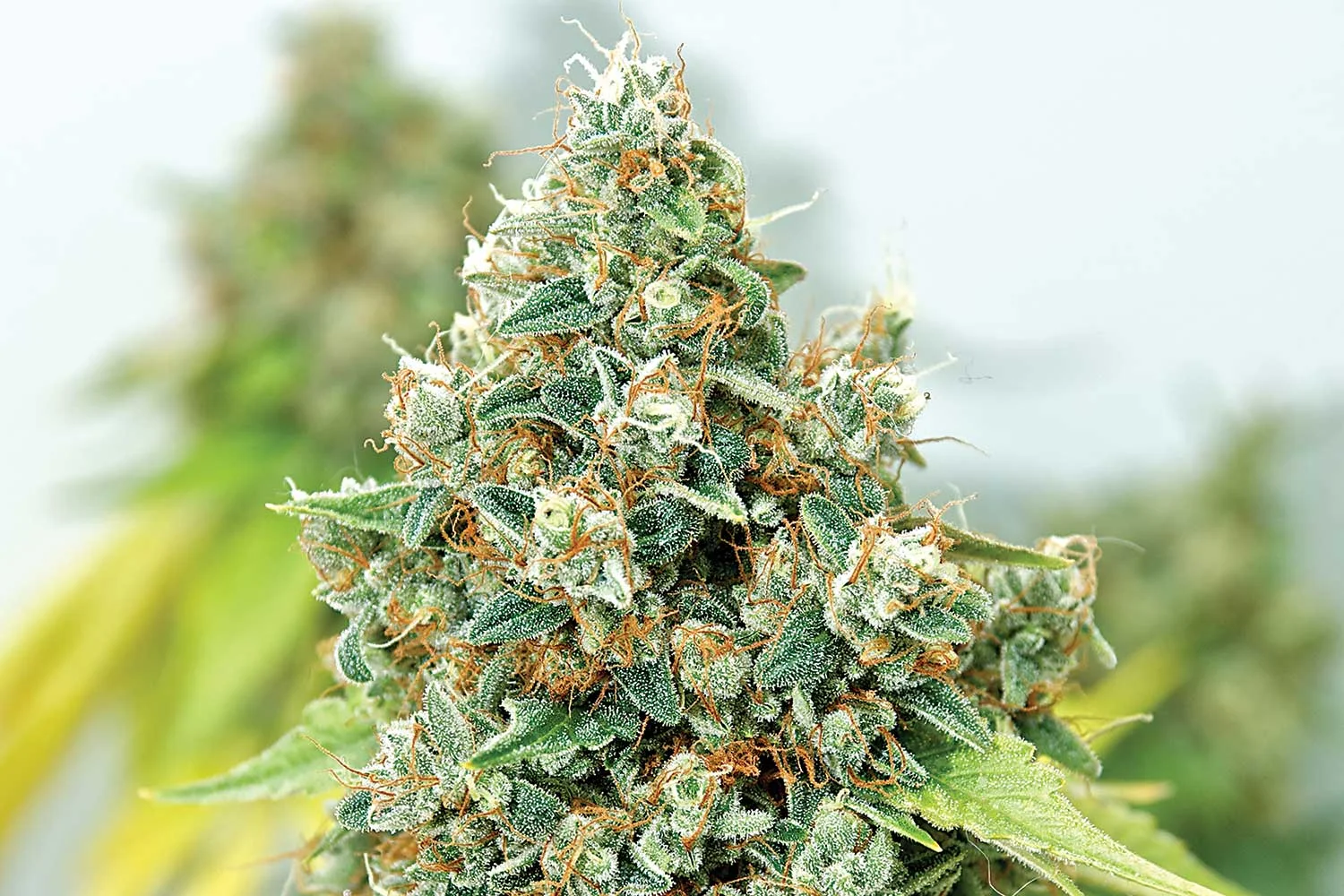 Photo: Good Dog by Green Thumb Seeds