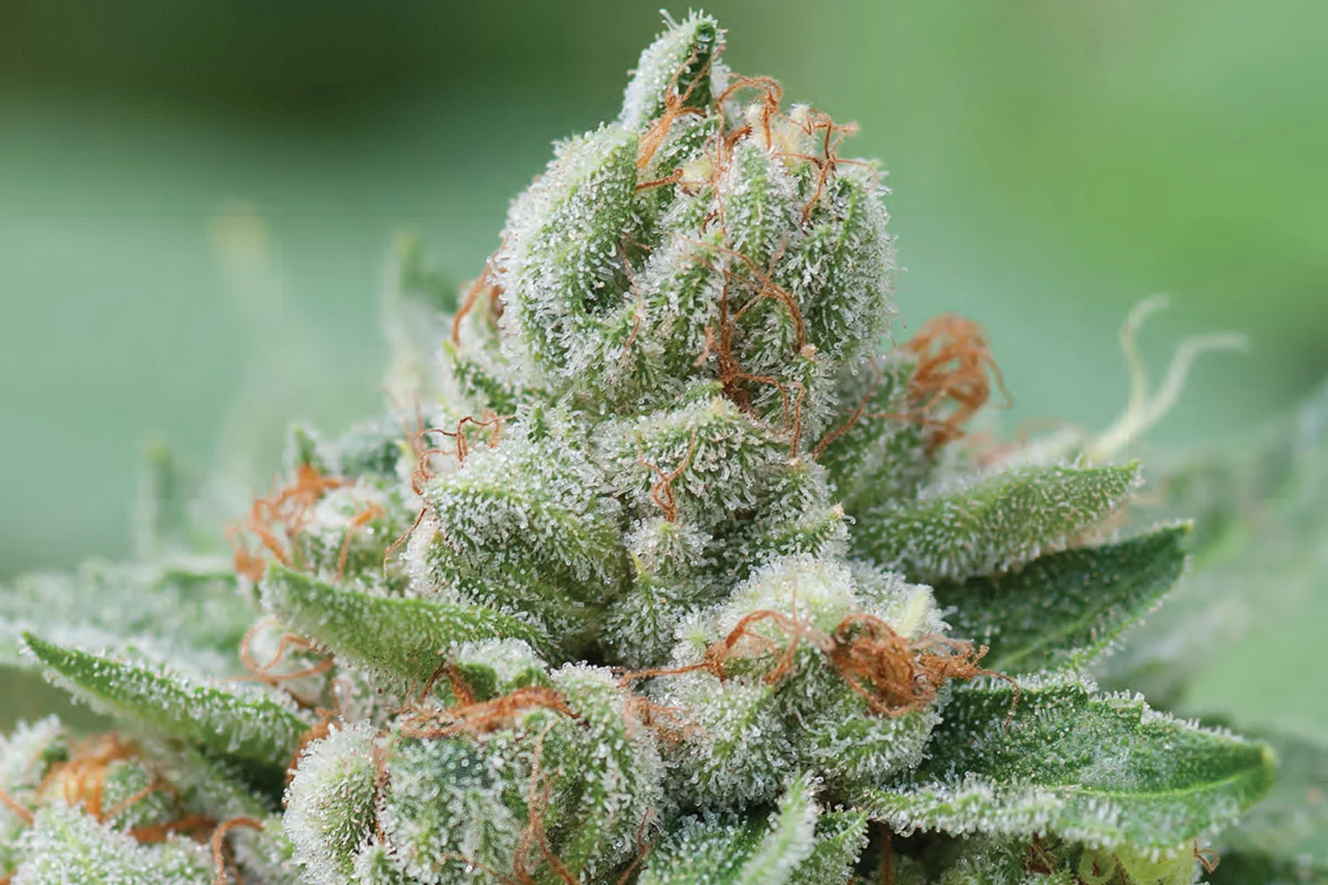 Photo True OG by Elemental Wellness Center .