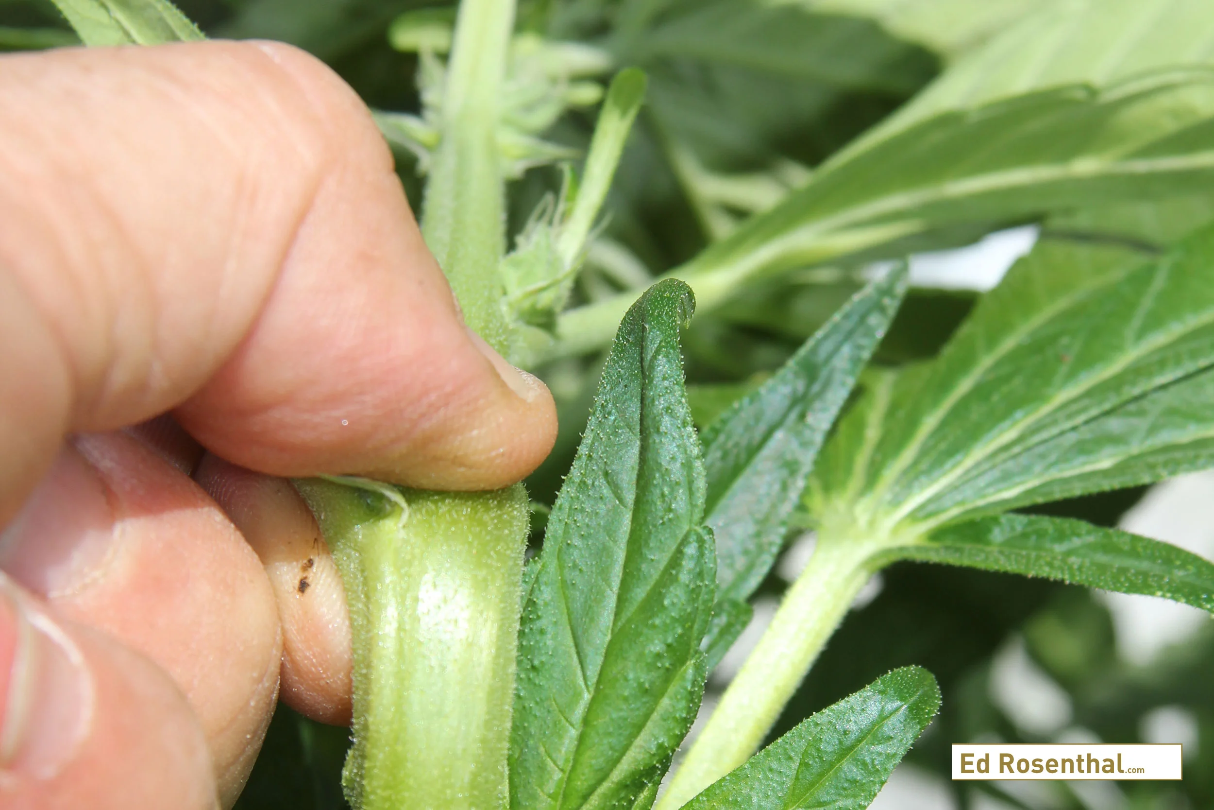 bending-cannabis-branch-for-supercropping-ed-rosenthal.jpg