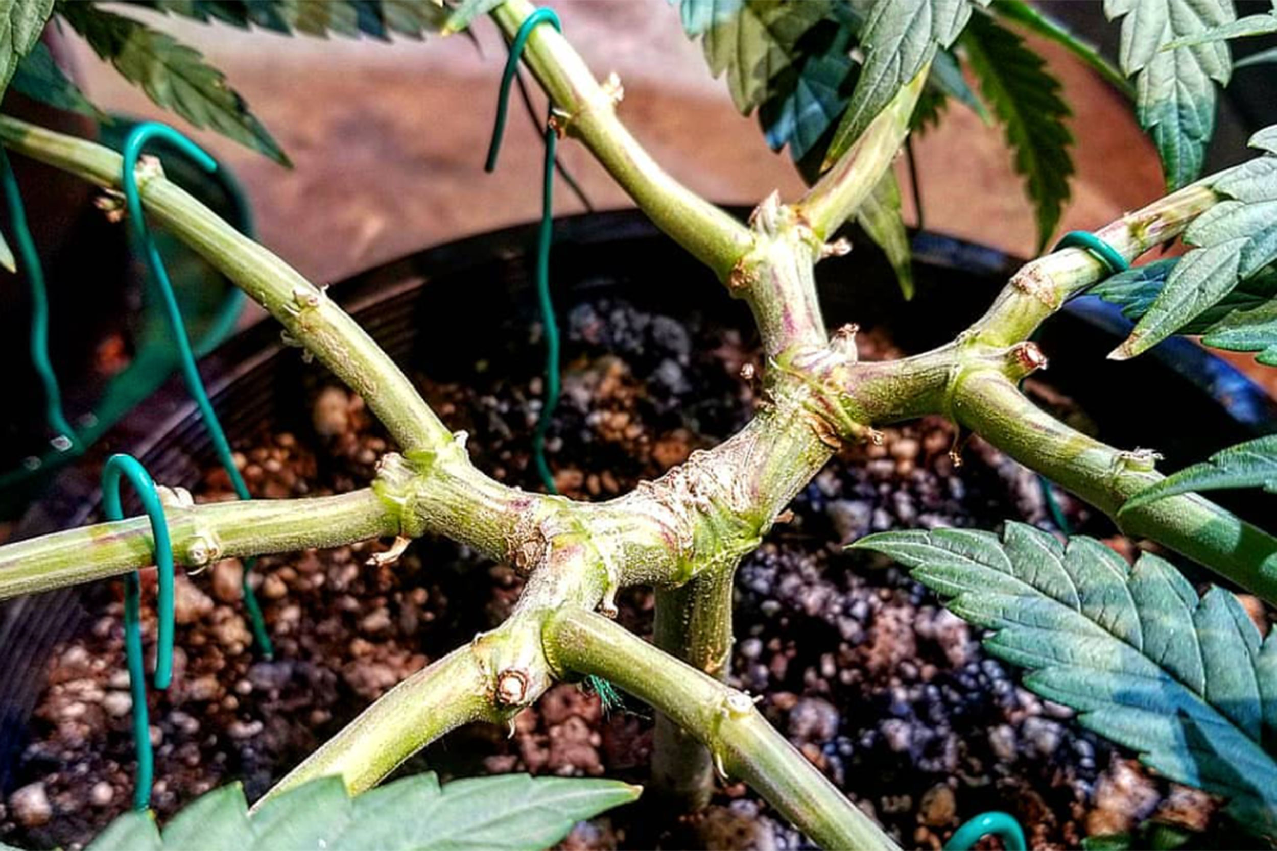 Supercropping cannabis photo by Bees Gardens