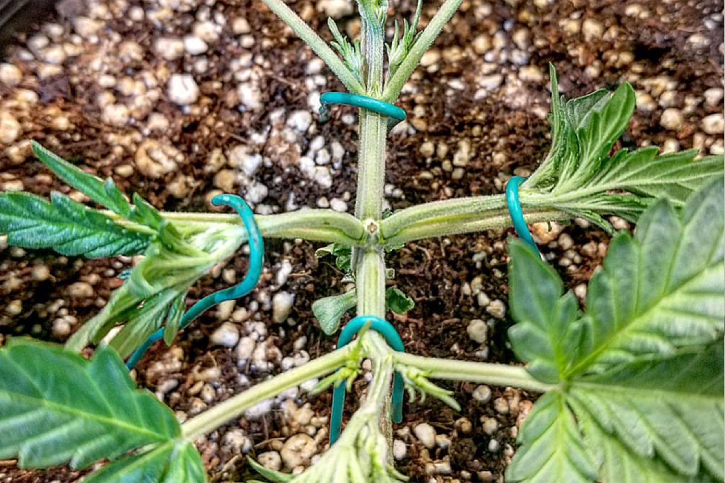 Supercropping cannabis photo by Bees Gardens