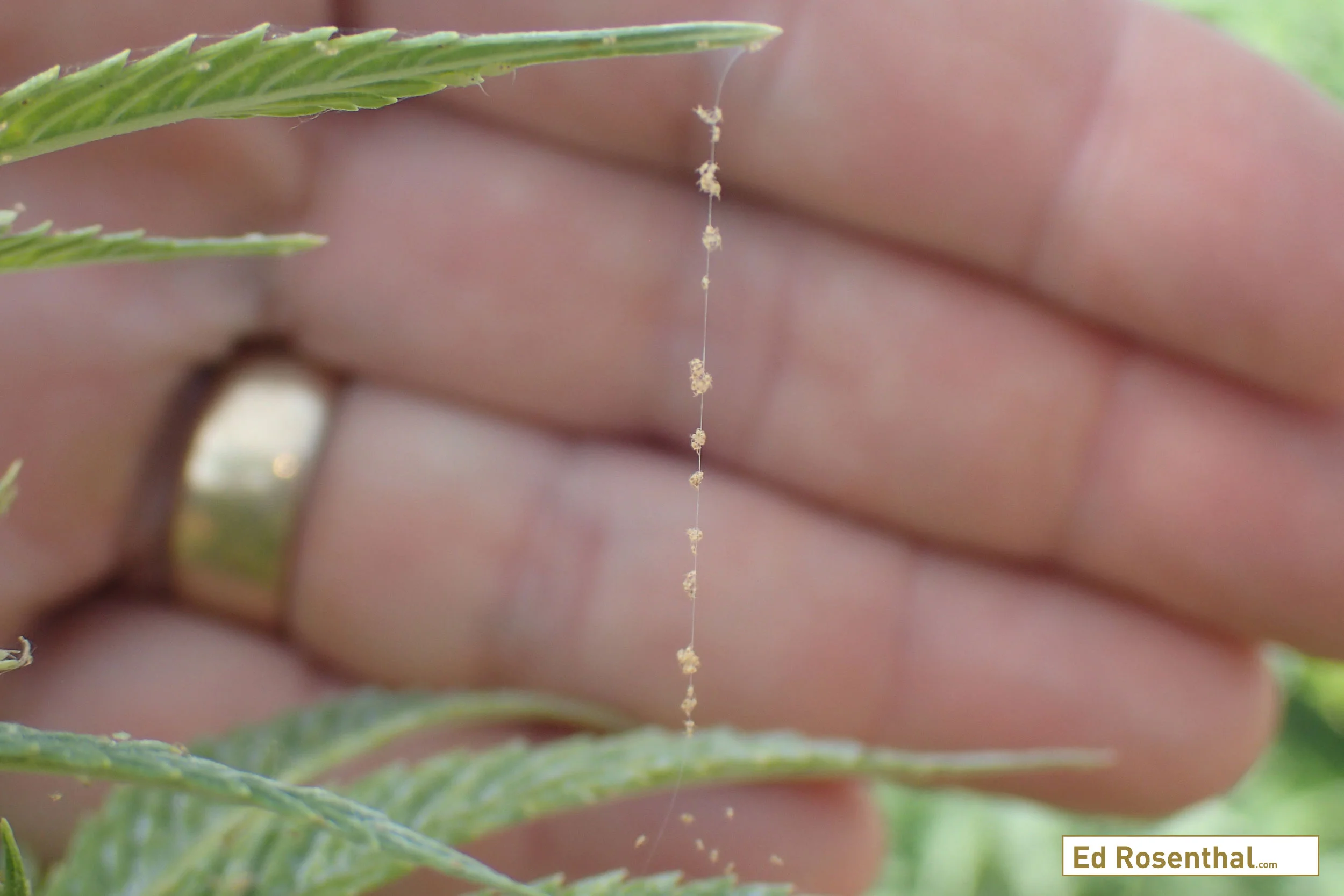How to Prevent and Get Rid of Spider, Broad and Russet Mites on Your Cannabis