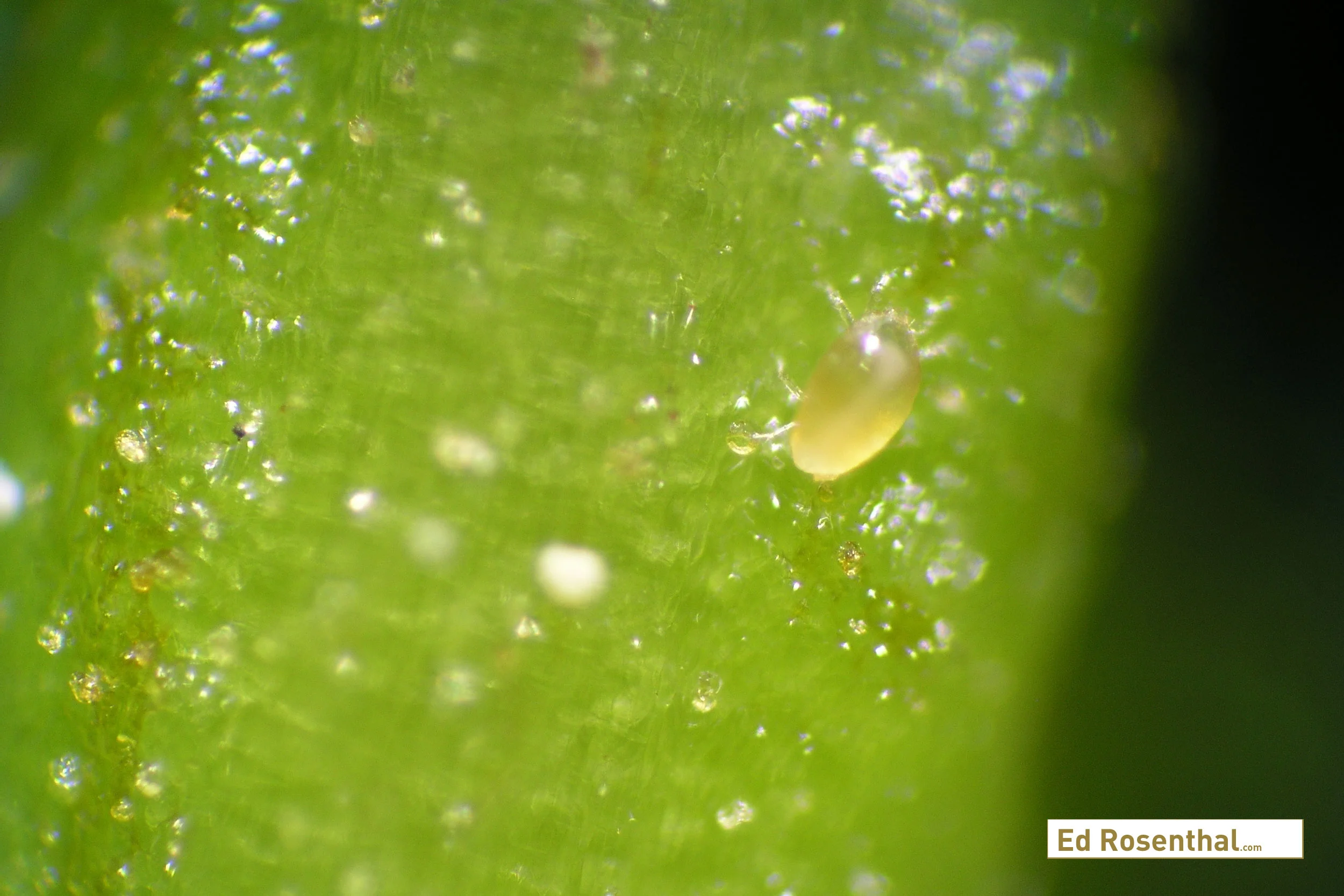 Broad mite. Photo by W. Cranshaw, CSU, Bugwood.org