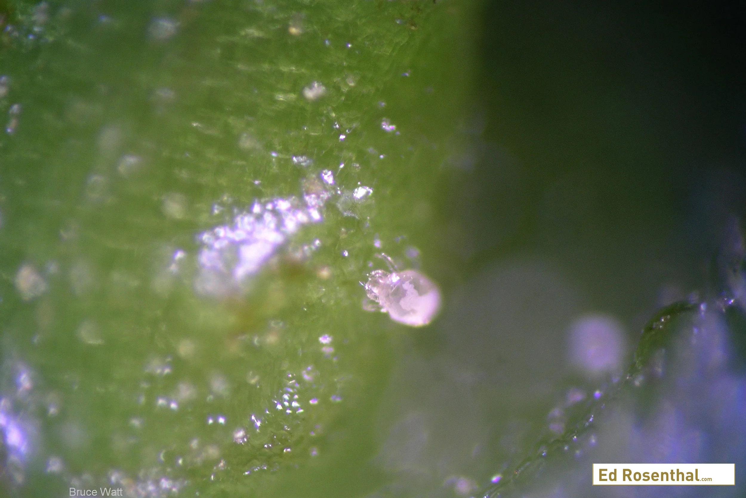 Broad mite. Photo by W. Cranshaw, CSU, Bugwood.org