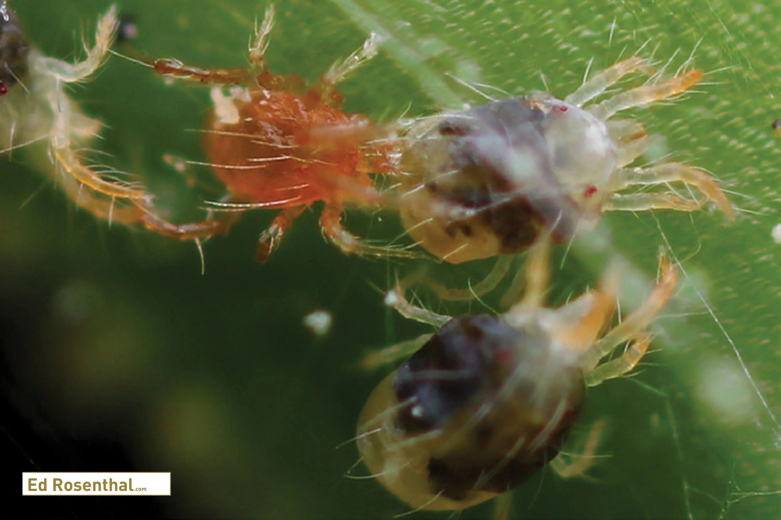 Mesoseiulus Longipes . Photo by Biotactics .