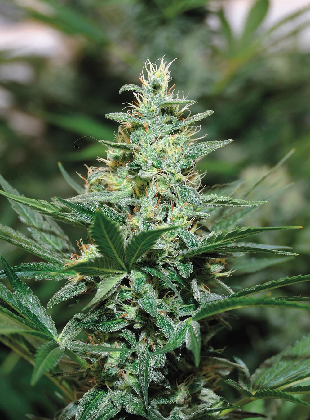 Vanilla Kush.