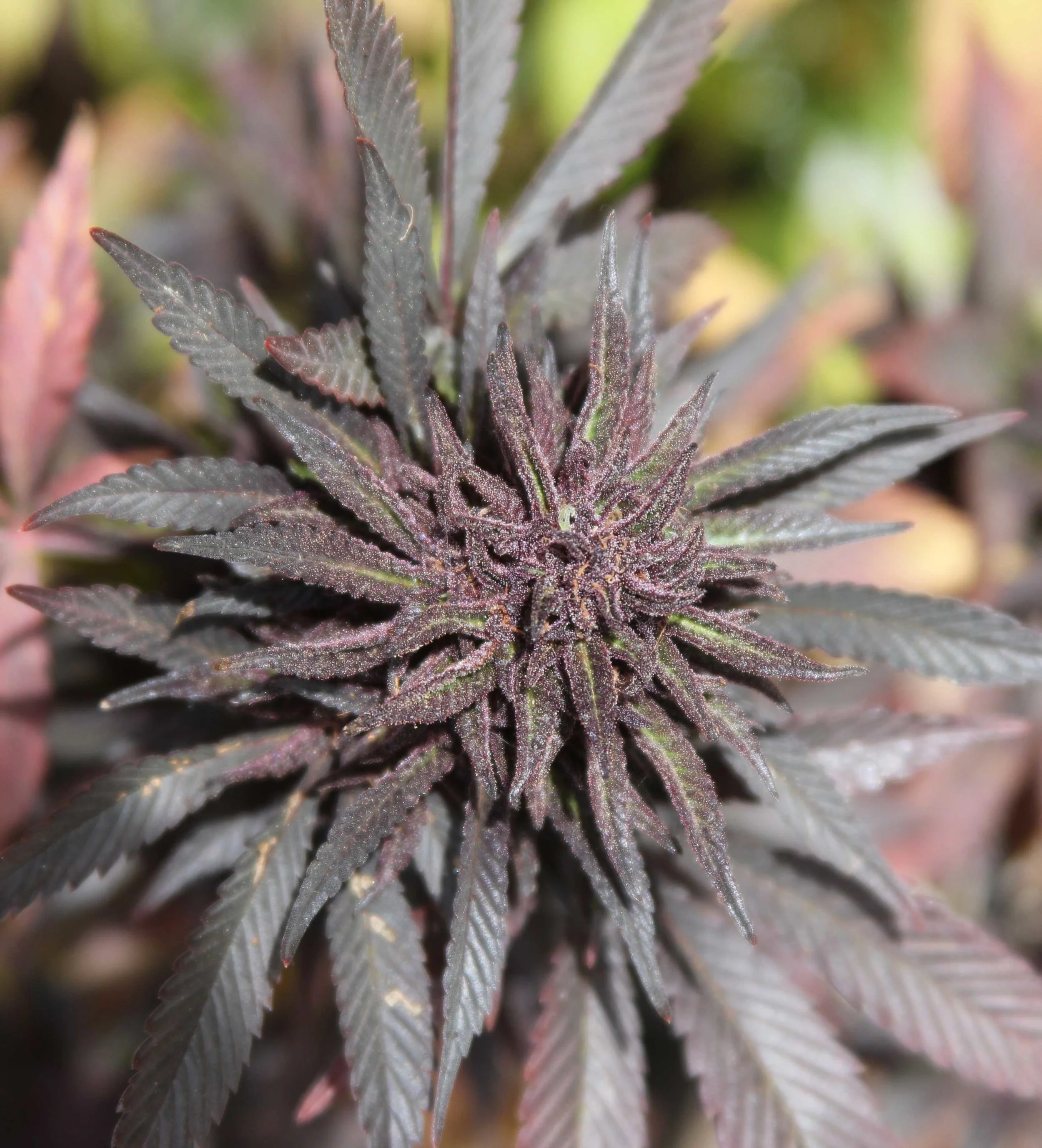 Purple marijuana bud.