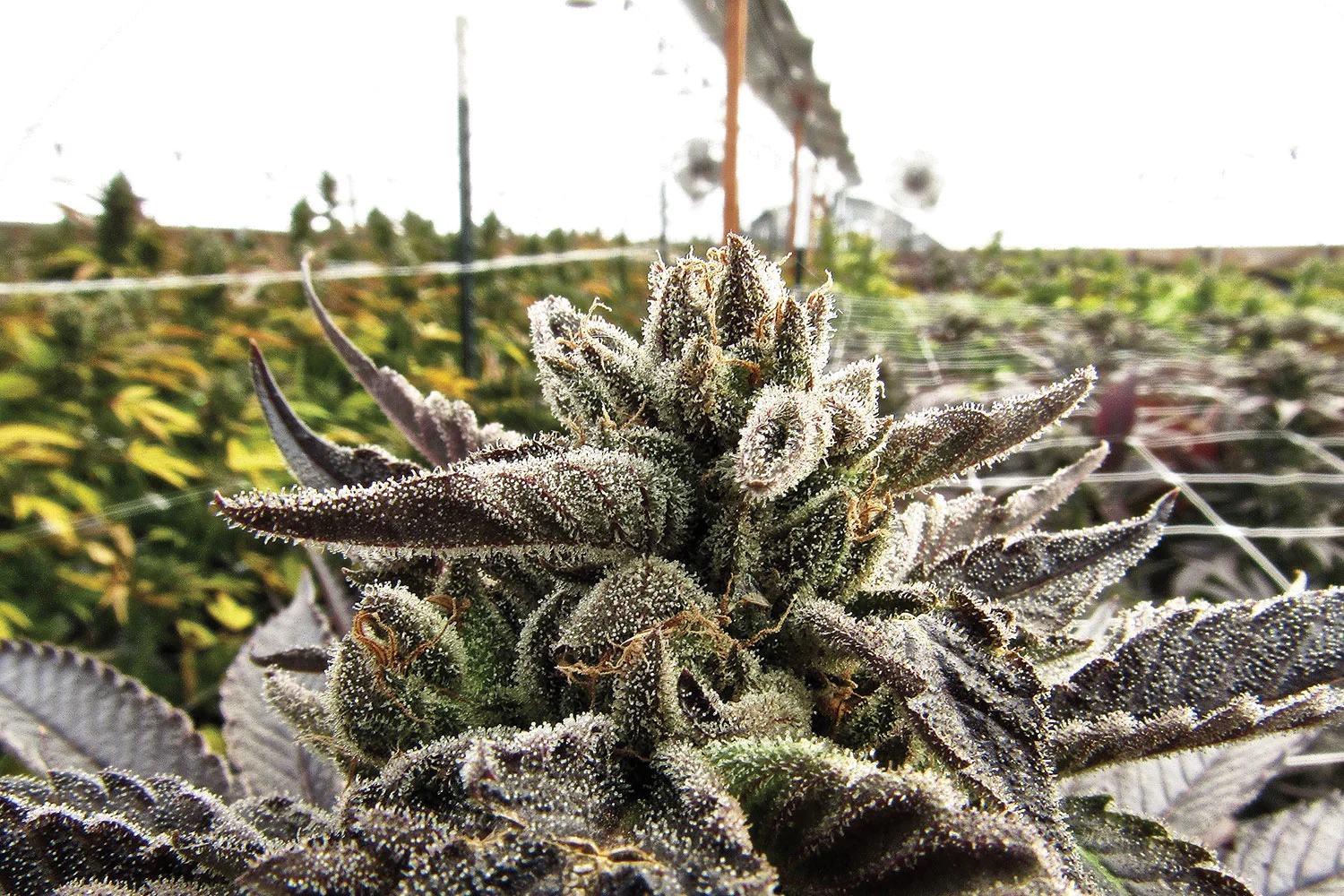 Flushing Cannabis Guide: Everything You Want to Know 