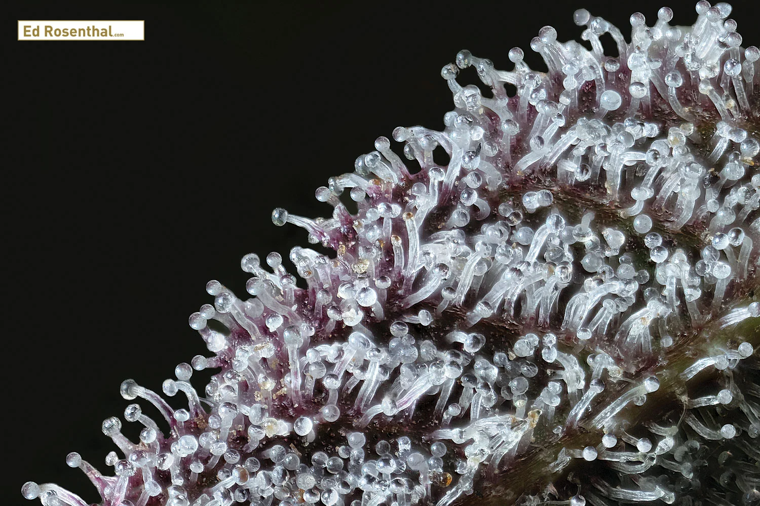Cherry Cookie stalked capitate trichome photo Doobie Duck .