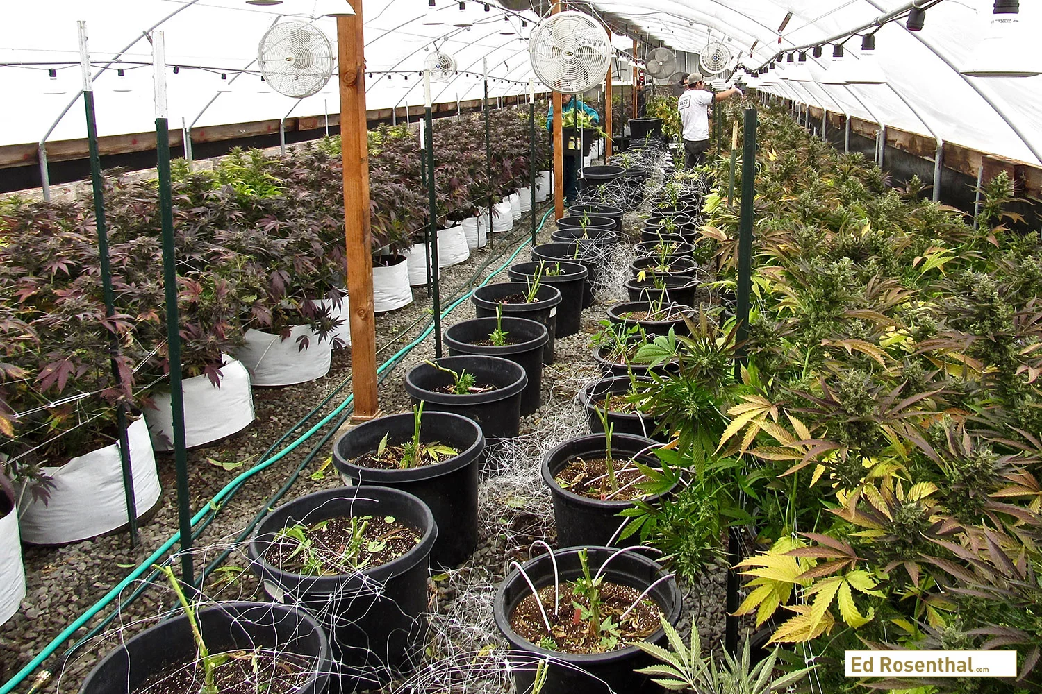 Medium Scale Greenhouse; SPARC . Photo by David Downs .