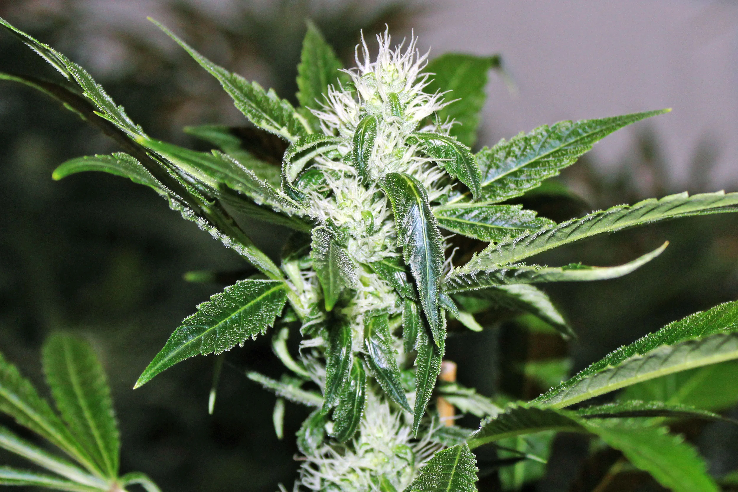 Snow Dream. Cannabis Genetics: Purple Caper Seeds .