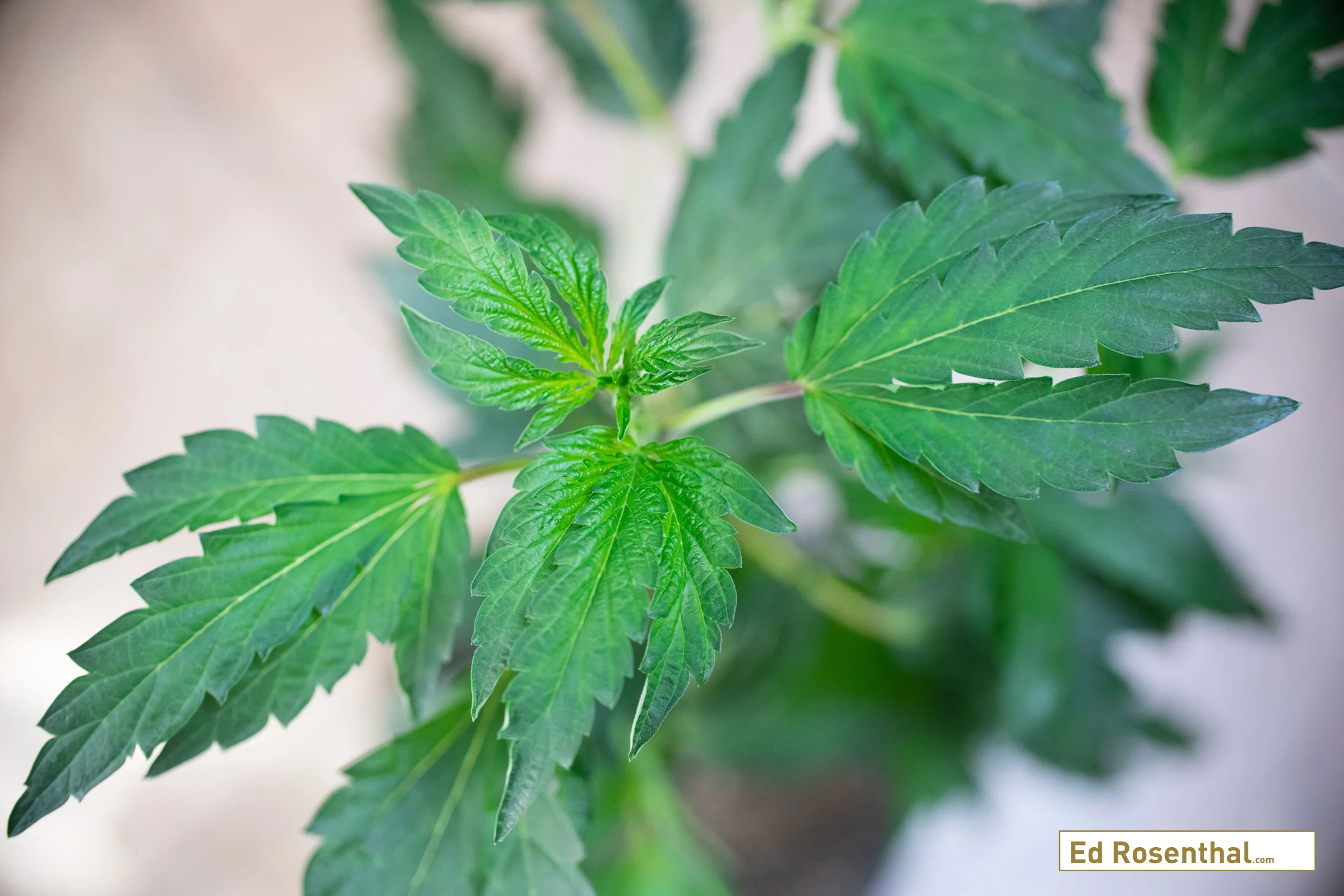 Male Cookie F2 #2. Cannabis Genetics: Purple Caper Seeds . Photo by Lizzy Fritz .