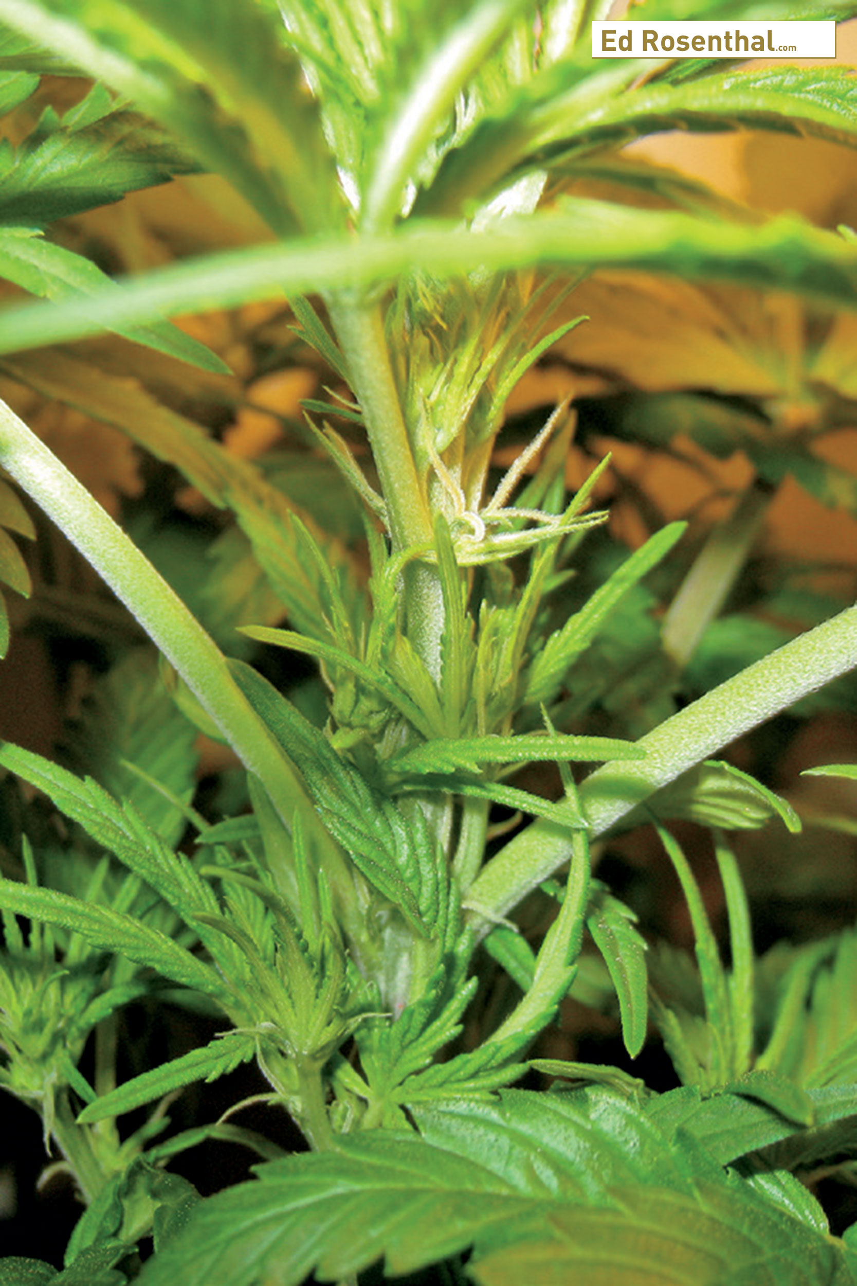Week 1-3: Cannabis Bud