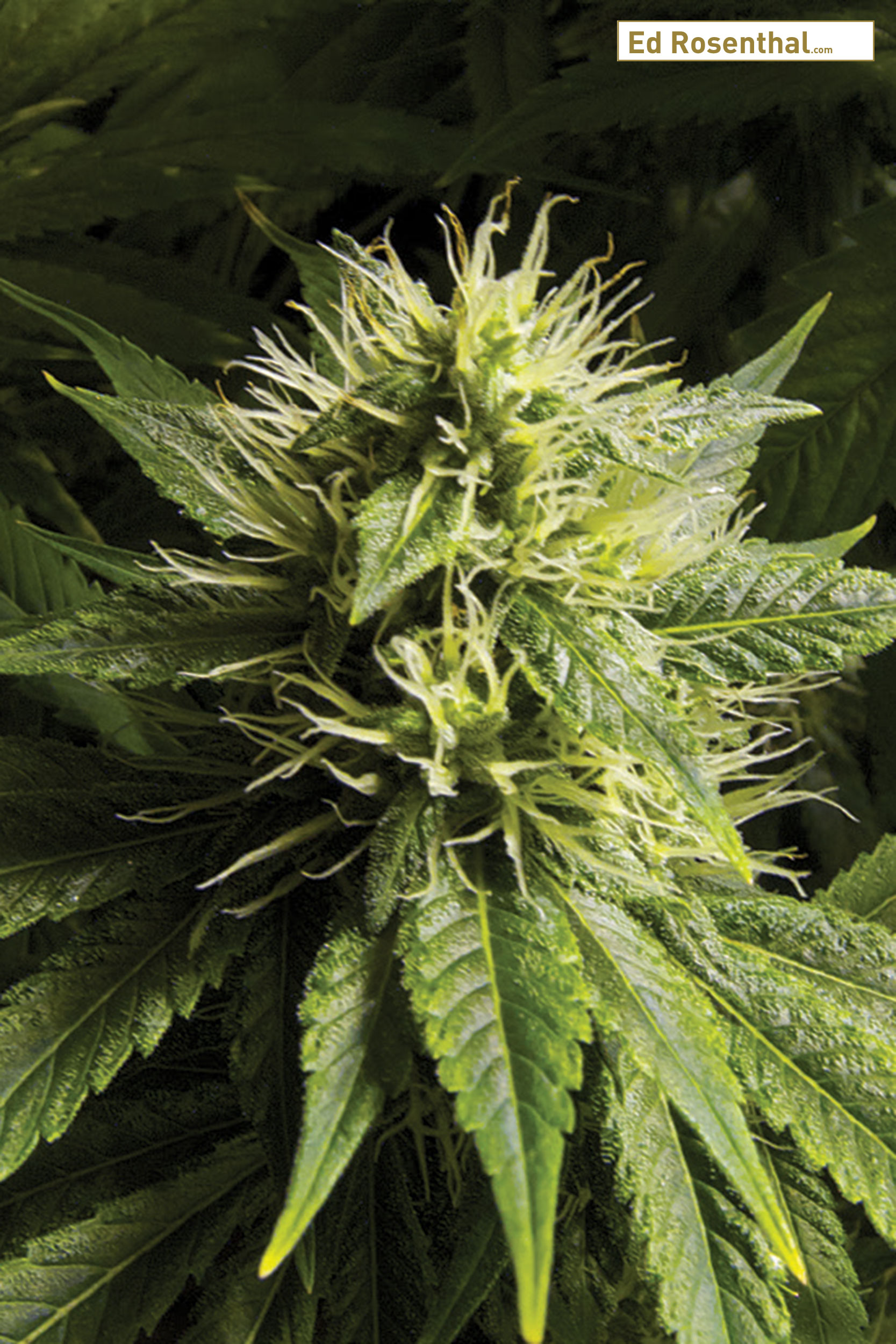 Week 4: Cannabis Bud